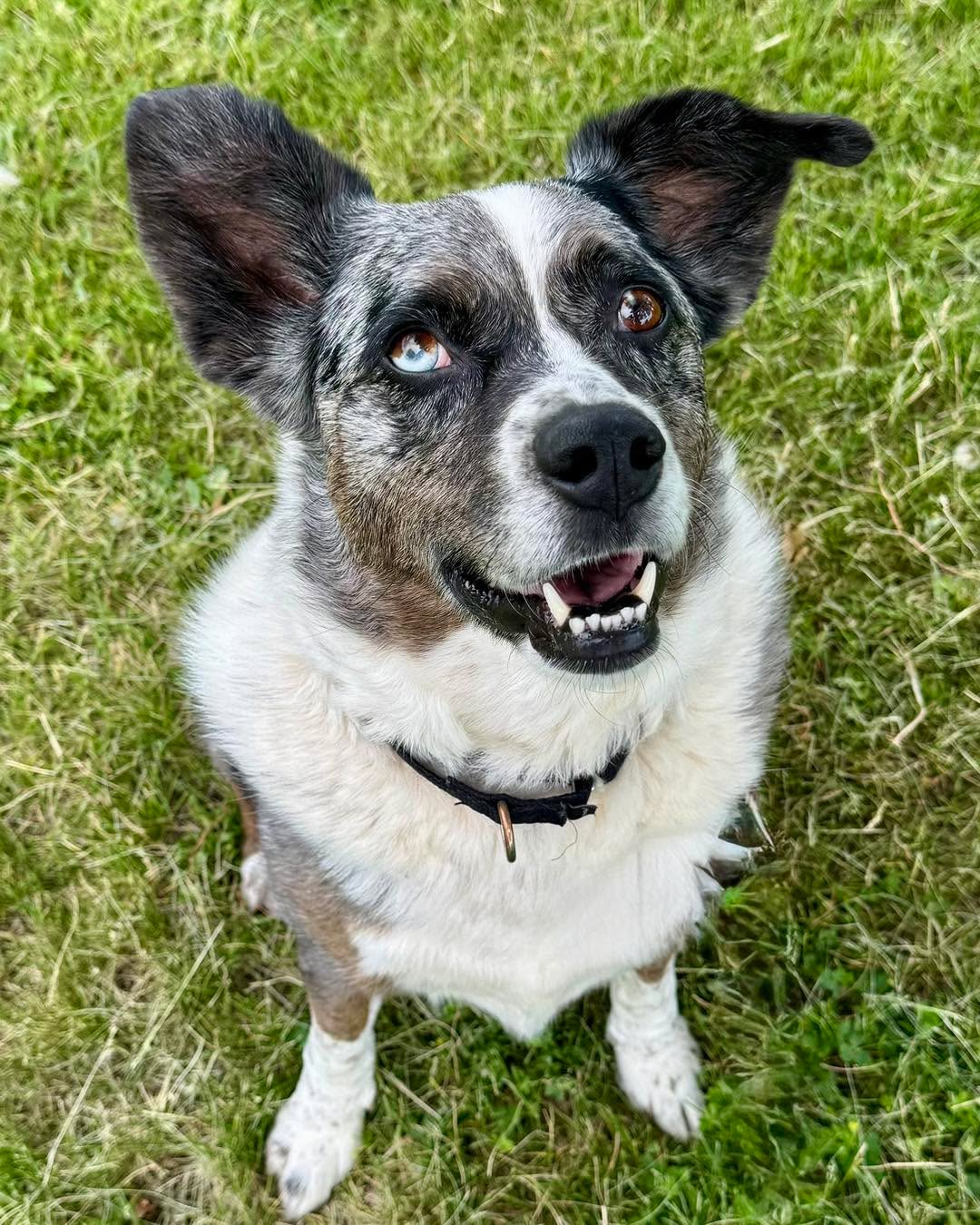This time tomorrow, Kittle will be spending his final night in a shelter kennel.
After more than 700 days waiting, his new life is finally within reach.
On Saturday morning, he'll leave Iowa and head to Washington for the specialized behavioral rehabilitation program we've worked so hard to find for him.
We're almost there.
So far, you've helped raise $4,524 of the $6,000 needed. We have just $1,476 left to raise before he leaves.
If Kittle's story has touched your heart, now is the time to help.
Let's finish this together and send him off knowing an entire community is behind him!
Donate via GiveSendGo, Facebook, Venmo, check, website. Help spread the word by sharing this post.