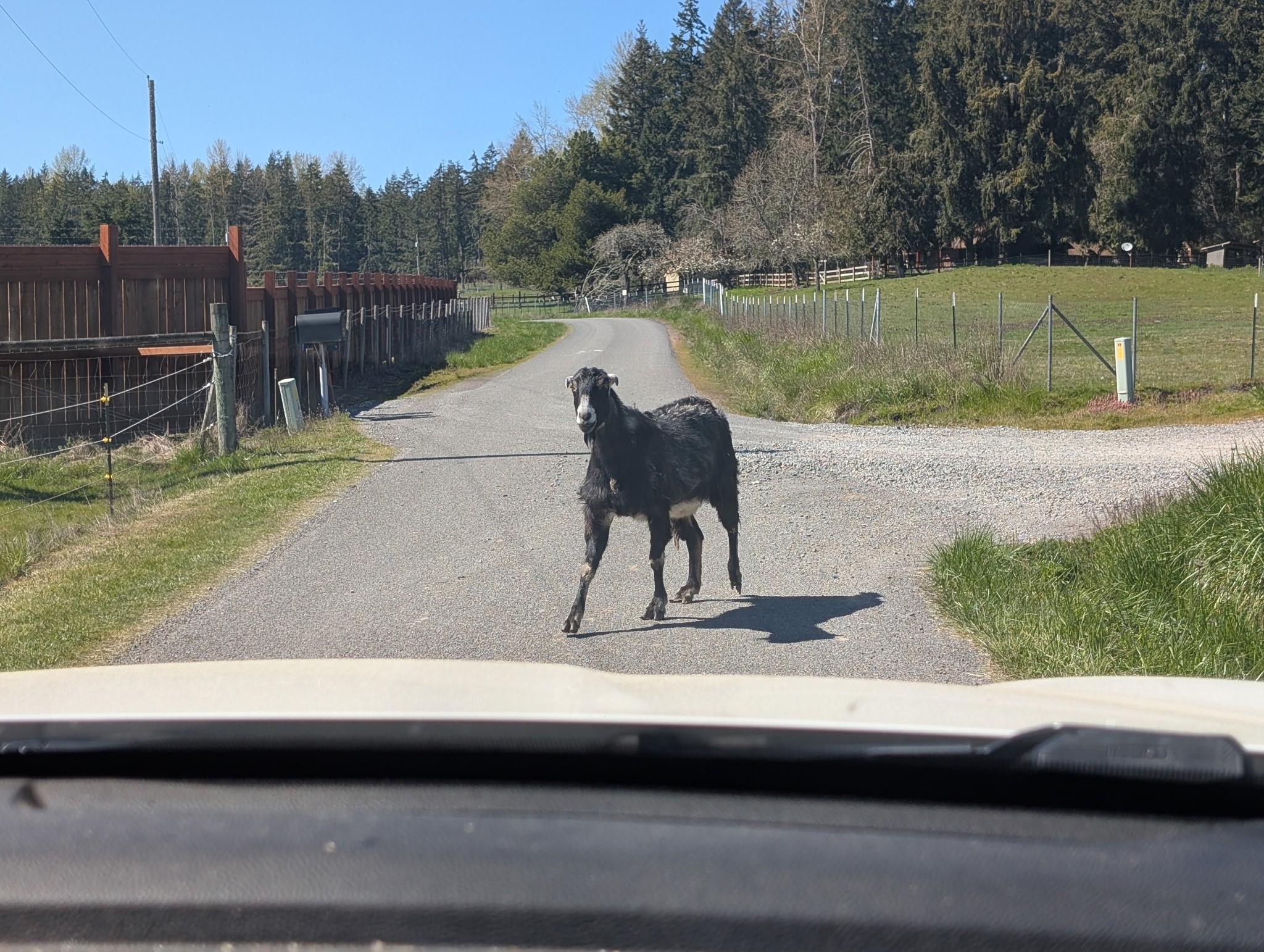 Traffic Jam!! #equineveterinarian #countryliving