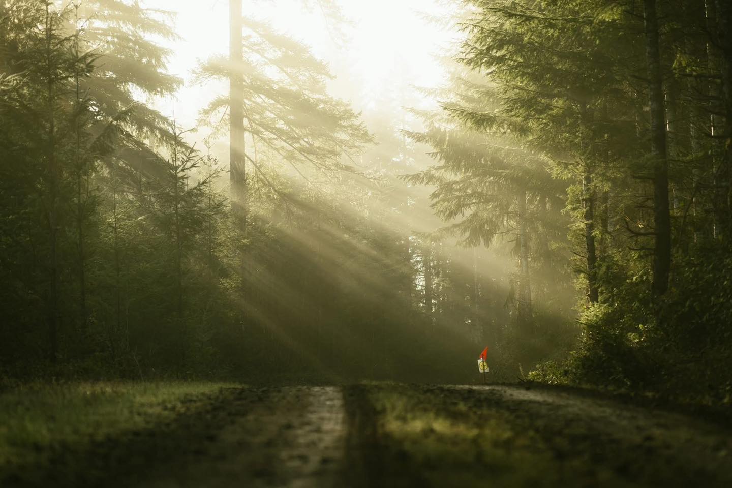 As a organizer and someone who spends a lot of time out in the Green Diamond woods, something about the capture from Peng Du hits different. It just captures an essence of rally that not a lot of people see!
Peng thank you for the coverage you bring, rally is more than just the cars it’s a lot more!!!