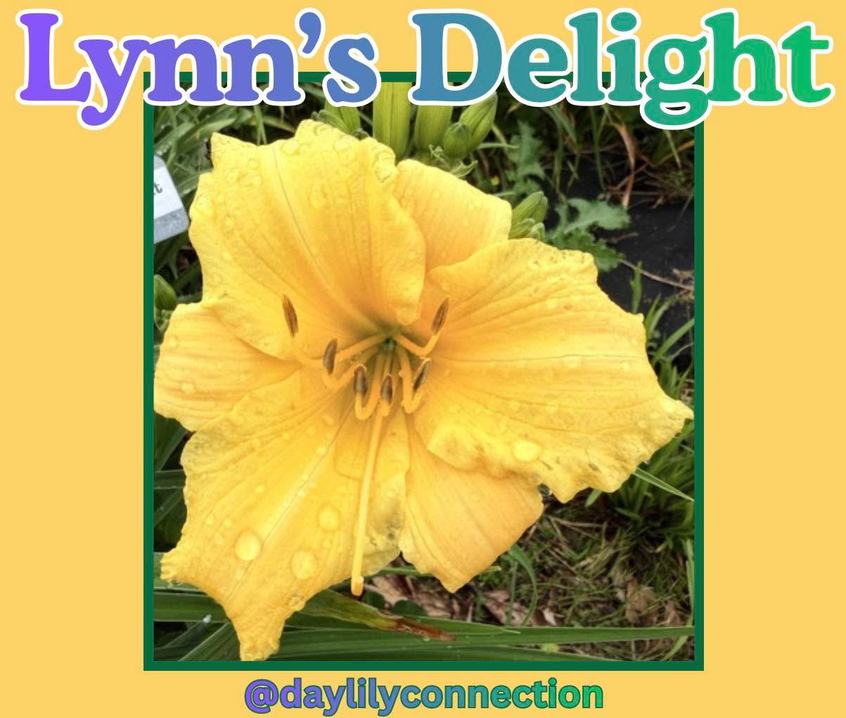 Lynn delighted us for the first time yesterday with three blooms and so many more ready to go!
This early bloomer is the fourth out of 1200 Daylilies that we hope bloom fully this year!
My goal is to get a picture of all of them blooming! Ok, most of them. Ok, half of them. Anyway, pictures will happen😆
#daylily #daylilylove #daylilylife #daylilyseason #daylilygarden #daylilyflower #daylilyoftheday #rushcountyindiana #rushcounty #indianadaylilyirissociety #indianadaylily #rushvilleindiana #daylilyconnection