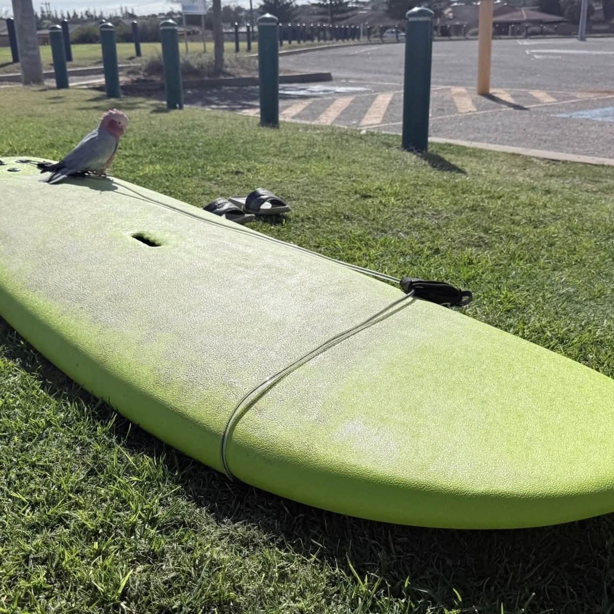 Yesterday's surf lesson started a bit differently.
This super friendly little dude is now in Wildlife care.
Do you know him?