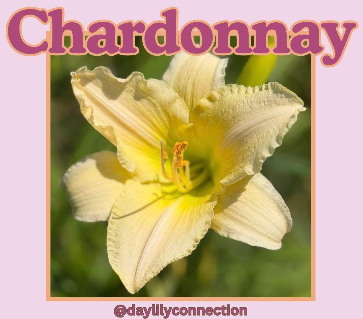 This classy lady is delicate but definitely stands out. She gets grabbed often.
You may see her blooming this year, but we are giving her a year to recover.
You might look at our master list and see (Out of Stock). This can be confusing bc you will see fans available, but we mark it as out of stock so we can replenish the plant before we sell it again.
Don’t worry, she’ll be back!
#daylily #daylilylove #daylilylife #daylilyseason #daylilygarden #daylilyflower #daylilyoftheday #rushcountyindiana #rushcounty #indianadaylilyirissociety #indianadaylily #rushvilleindiana #daylilyconnection #daylilyconnection2025