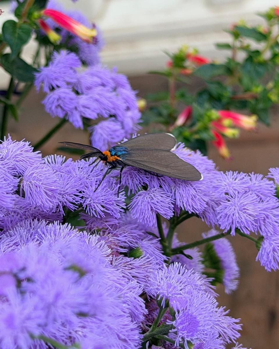 Proof is in the pollinator! From morning hummingbird visits to monarchs absolutely loving the Ageratum, these baskets have been a nonstop backyard safari. We are so proud to partner with the @NWF this month to bring extra attention (and fuel!) to these amazing creatures.
#VirginiaCtenucha #PollinatorMagnet #BackyardBiodiversity #NWF #StockslagersGreenhouse #OhioInsects #GardeningLife