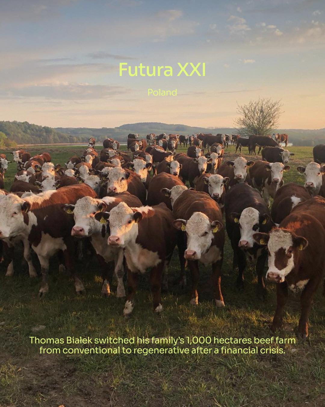 Can a 1,000-hectare farm really go regenerative?
Futura XXI in Warmia, Poland is proving it can.
In just five years, Thomas Białek converted grain fields to permanent grassland, moved 710 Hereford cattle outdoors year-round, and eliminated synthetic fertilisers, purchased grain, and ploughing contracts entirely.
In winter, the herd is moved to the poorest soils on the farm, their hooves and manure doing the restoration work. Thomas calls it ‘bell grazing.’
The fields show the difference. There is more meadow diversity, greater biodiversity, and better water retention than neighboring conventional land.
All 710 cattle are certified organic, fully traceable, and grass-fed. They are sold directly through Beefshop.pl and to restaurants providing customers with the best possible food.
Thomas doesn’t claim to have it figured out. He recognizes his family’s farm is still at the beginning of the journey.
For this reason, he shares the experiments, the setbacks, and the work in progress because he believes the ongoing transition journey is one of the most valuable things a large farm can offer the farming community.
🔗 Follow the link in @top50farmers bio for the full story of how Futura XXI is redefining what large-scale farming can look like in Central Europe.
✍️ Written by @top50farmers and @helianthi_
#top50farmers #thomasbialek #top50farmers2026 #futuraXXI #t50f2026 #T50F #regenag #regenerativeagriculture #regenerativefarming #soilhealth #knowyourfarmer #futureoffarming #europe #poland