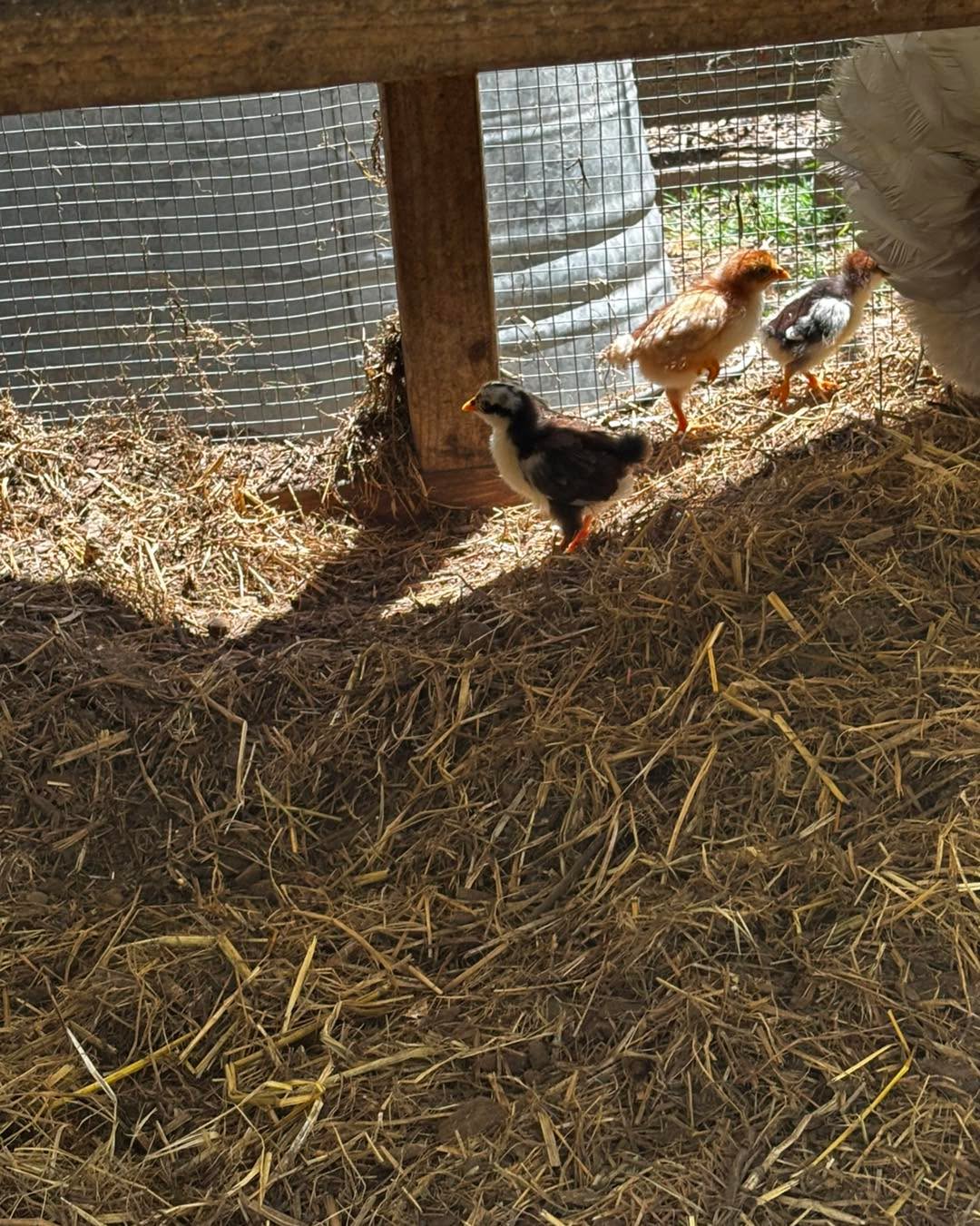 Palp Cedro ca We have some unexpected Swedish flower hen chicks. They are straight run. I would like to send them to a new home ASAP. Will give you a deal. I think we have seven or eight of them.
