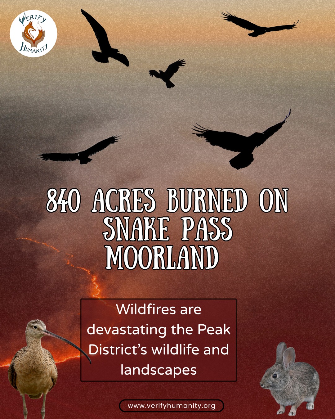 🚨 A major wildfire on the moorland off the A57 Snake Pass in the Peak District has burned an estimated 840 acres.
The Peak District is one of the UK's most vulnerable wildfire areas, especially during spring and summer when dry conditions increase the risk.
The impact on wildlife has been devastating. Images shared online show burned bird nests and broken eggs, while birds like curlews and skylarks have been seen flying over scorched moorland. Wildfires destroy habitats, injure and displace wildlife, damage ecosystems and reduce vital food and shelter sources.
Most accidental wildfires are caused by human activity, including disposable barbecues, unattended campfires, littering, cigarettes, and glass bottles left in direct sunlight. Some people are also lighting fires directly on the ground, unaware that the Peak District moorland contains peat. Peat is made up of dead plant matter that has built up over thousands of years; it is 50% carbon and highly flammable when dry. Peat fires can continue burning underground long after surface flames appear extinguished, causing fires to reignite.
Despite repeated warnings, disposable barbecue misuse continues to be reported across high-risk areas.
How you can help prevent wildfires:
🚨Do not light fires in the countryside
🚨Avoid disposable barbecues
🚨Never leave litter behind
🚨Dispose of cigarettes safely
If you see a wildfire ⚠️☎️ ️
⚠️Move to a safe place immediately
⚠️️Call 999 and ask for the Fire Service
⚠️Do not attempt to tackle the fire yourself
#PeakDistrict #leavenotrace #protectwildlife #wildfireawareness #stopwildfires
Sources
Derbyshire Fire and Rescue Service, Snake Pass Wildfire: One week on as firefighters renew safety warning amid warm weather (8 May 2026)
UK Parliament, House of Lords Library, Wildfires: Reducing the risks and mitigating the effects (2025). Contains Parliamentary information licensed under the Open Parliament Licence v3.0.
Gov UK, Wildfires, (2025) Contains public sector information licensed under the Open Government Licence v3.0.