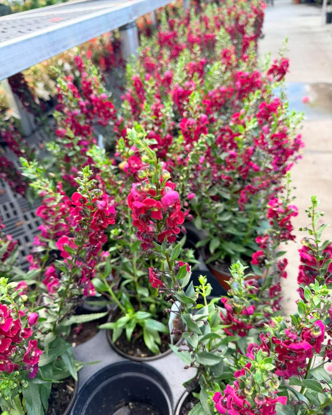 🔥 Beat the heat with "Summer Snaps"! 🔥
If your garden gets baked in the intense summer sun, Angelonia is the absolute champion you need.
Known as "Summer Snaps" because of their striking, snapdragon-like blooms, these tough-as-nails plants don't just tolerate the full sun and high heat—they completely thrive in it. They stay upright, vibrant, and packed with gorgeous color all season long without flopping.
Give them a sunny spot and let them work their magic! 🌞💜
#Angelonia #SummerSnaps #HeatLovingPlants #FullSunGardening #SummerBlooms #GardenInspiration #ToughPlants #SummerGarden #FlowerPower