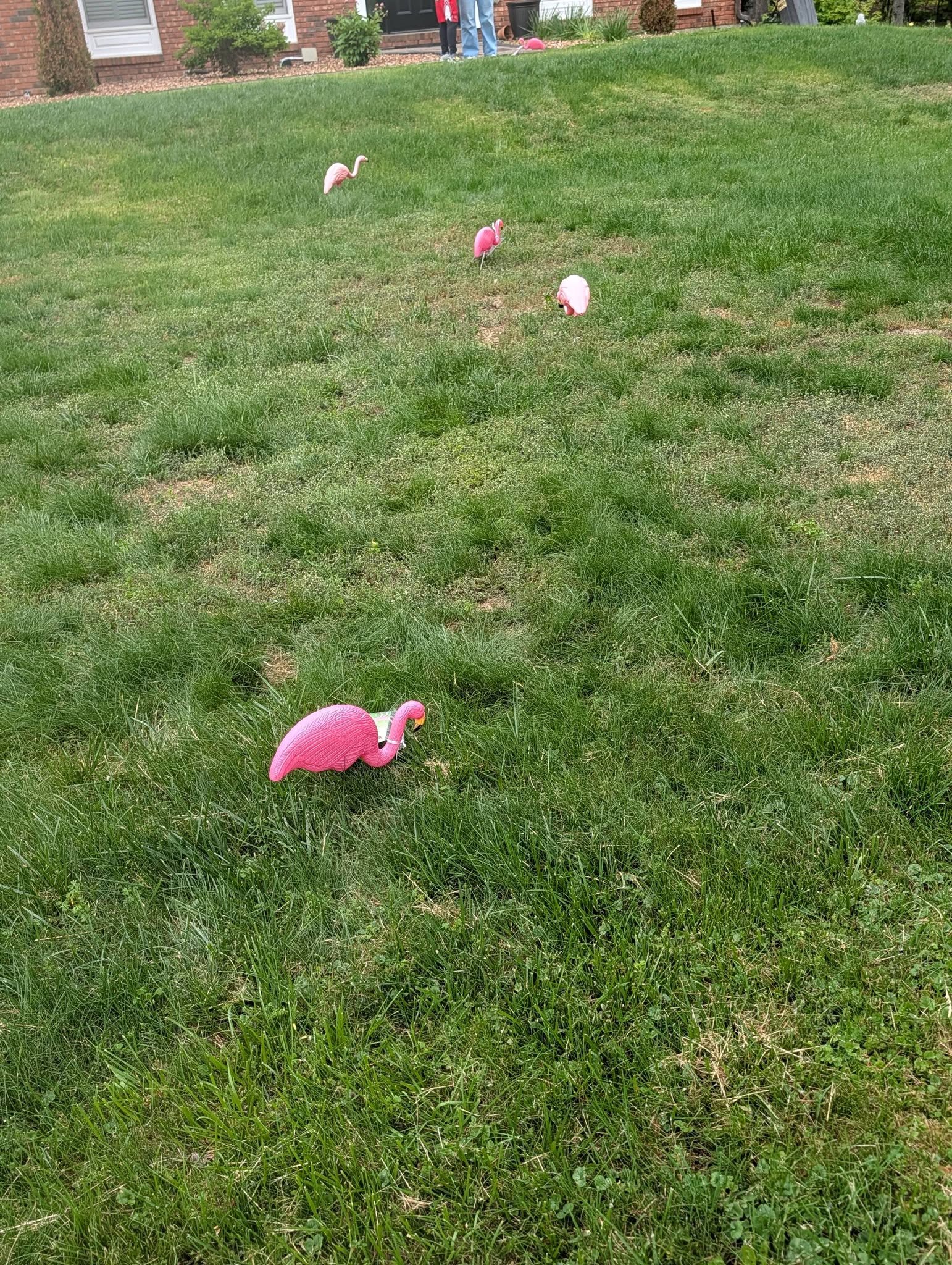 We've been flocked