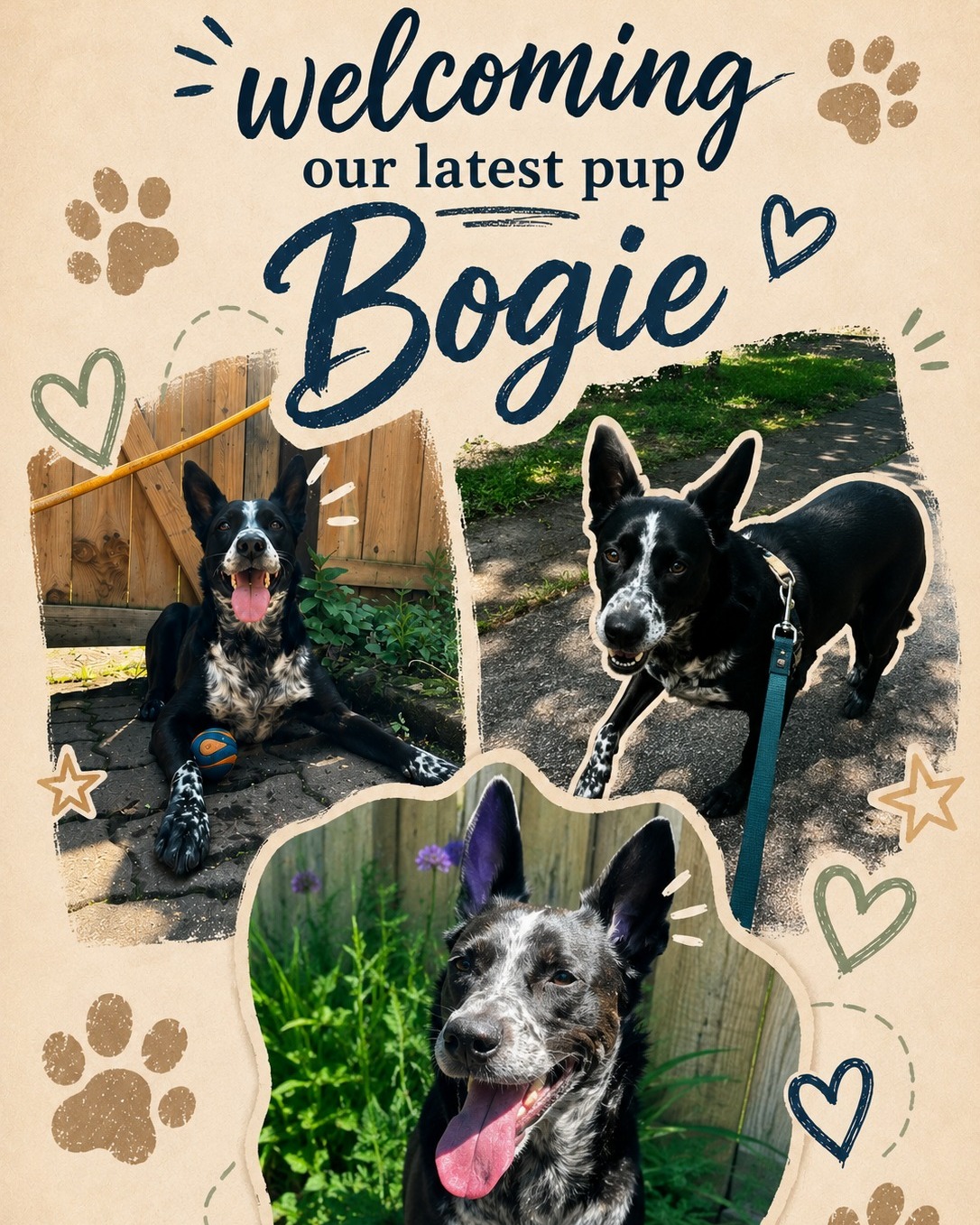 Please join us in welcoming Bogie to the Waggr family! 🐾
From sunny strolls to backyard adventures, Bogie has already been keeping us smiling all week long. ☀️🌿
We're so excited to be part of his journey and can't wait to share more of his adventures with you.
Welcome, Bogie! 💙
#Waggr #TorontoDogs #DogWalkingToronto #WelcomeBogie #DogsofToronto #HappyPup #TorontoPetCare #WaggrPups