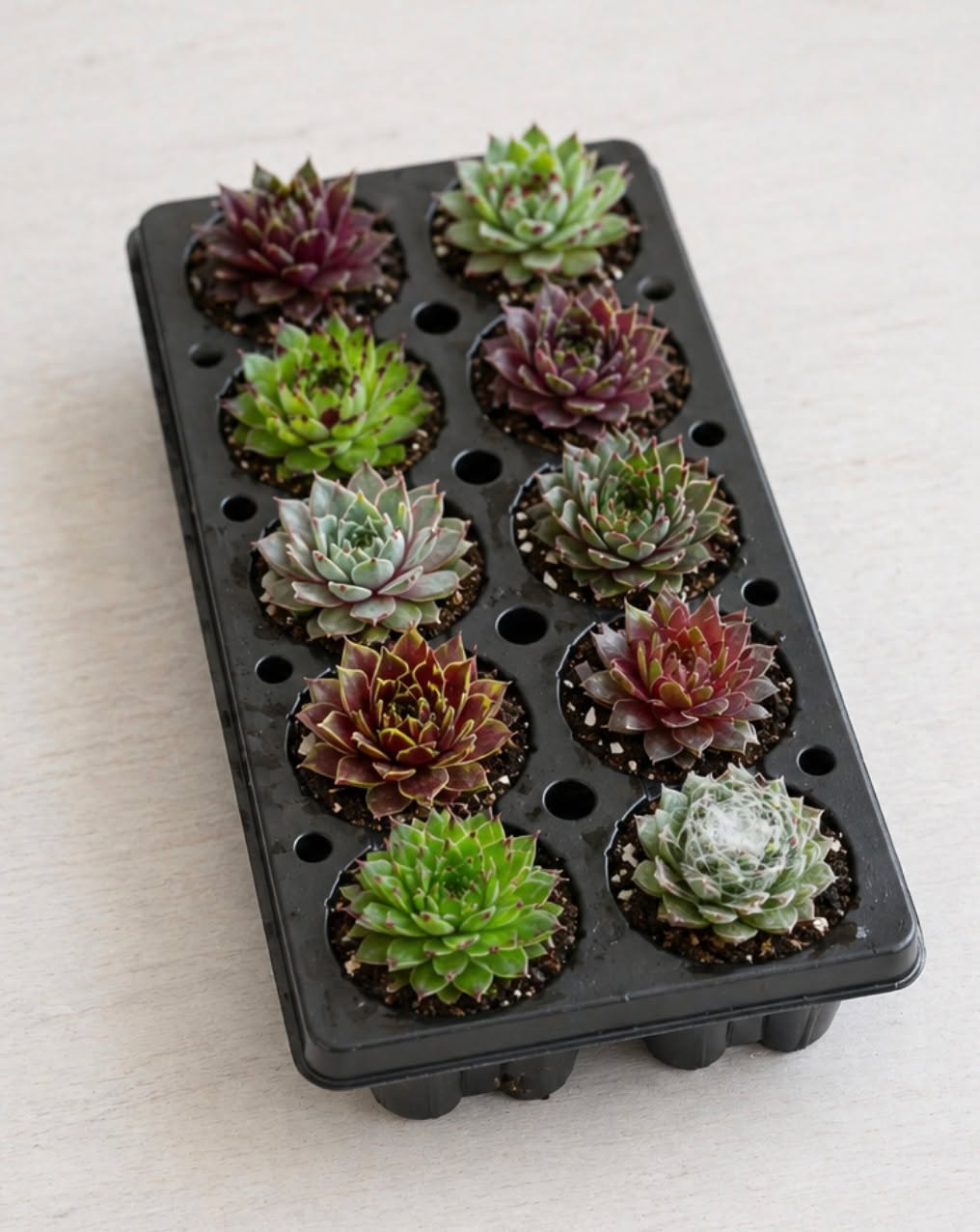 Corporate gifts that don't end up in the trash. 🌱
Our wholesale mini succulents are perfect for:
✔ Employee welcome kits
✔ Client appreciation gifts
✔ Trade show giveaways
✔ Corporate events
✔ Holiday gifting
Locally sourced. Eco-friendly packaging. Canada-wide delivery.
Get a quote today. Link in bio.
#CorporateGifts #CorporateGiftingCanada #ClientAppreciation #EmployeeGifts #EventSwag #PlantGifts #SustainableBusiness #GTPlants #SucculentGifts