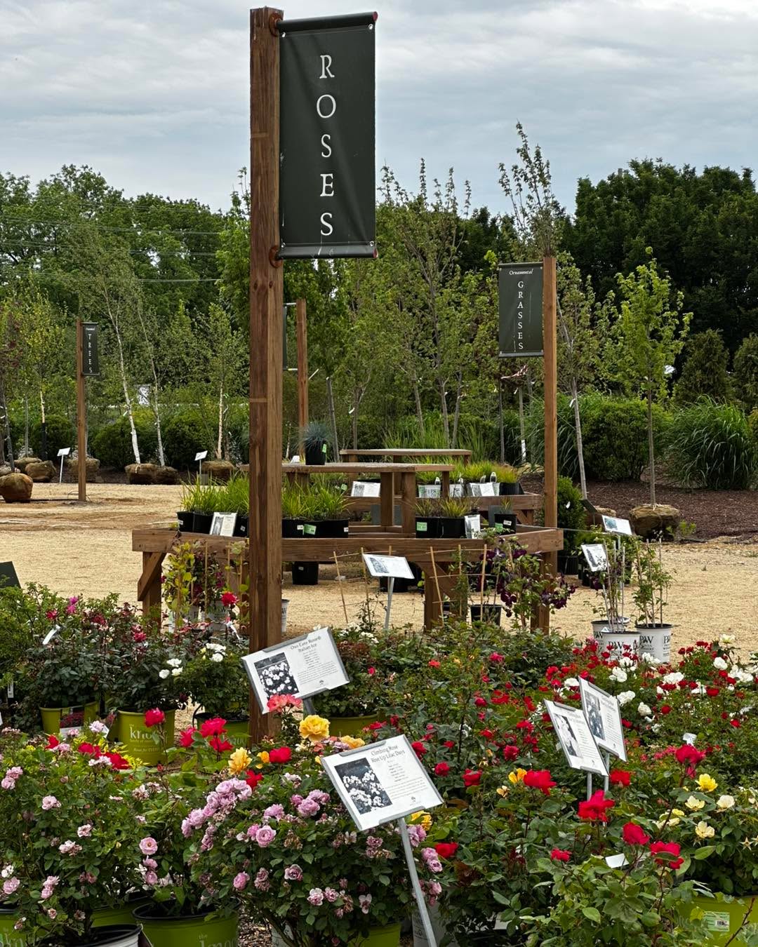 Tucked between the trees and grasses, this corner of the nursery feels less like shopping and more like wandering through a garden.
Come see what’s blooming from 9-5 today.
#CottagecoreVibes #roses #greenhouselife #greenhousegardening #greenhouse #hangingbasketsofinstagram #hangingbasketsgalore #gardencenters #gardencenterlife #gardencenter #stcharlesillinois #genevaillinois #bataviaillinois #sugargroveil #oswegoil #stcharlesil #auroraillinois #genevail #oswegoillinois #bataviail #sugargroveillinois #aurorail #hangingbaskets