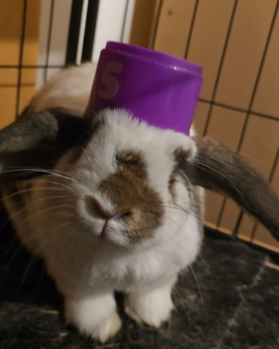 Oreo why are you soo cute? She is having a lovely time at the cool bunny hotel! Big welcome back🐰
#thecoolbunnysitters #petsitting #bunnysitting #bunnylovers #bunny