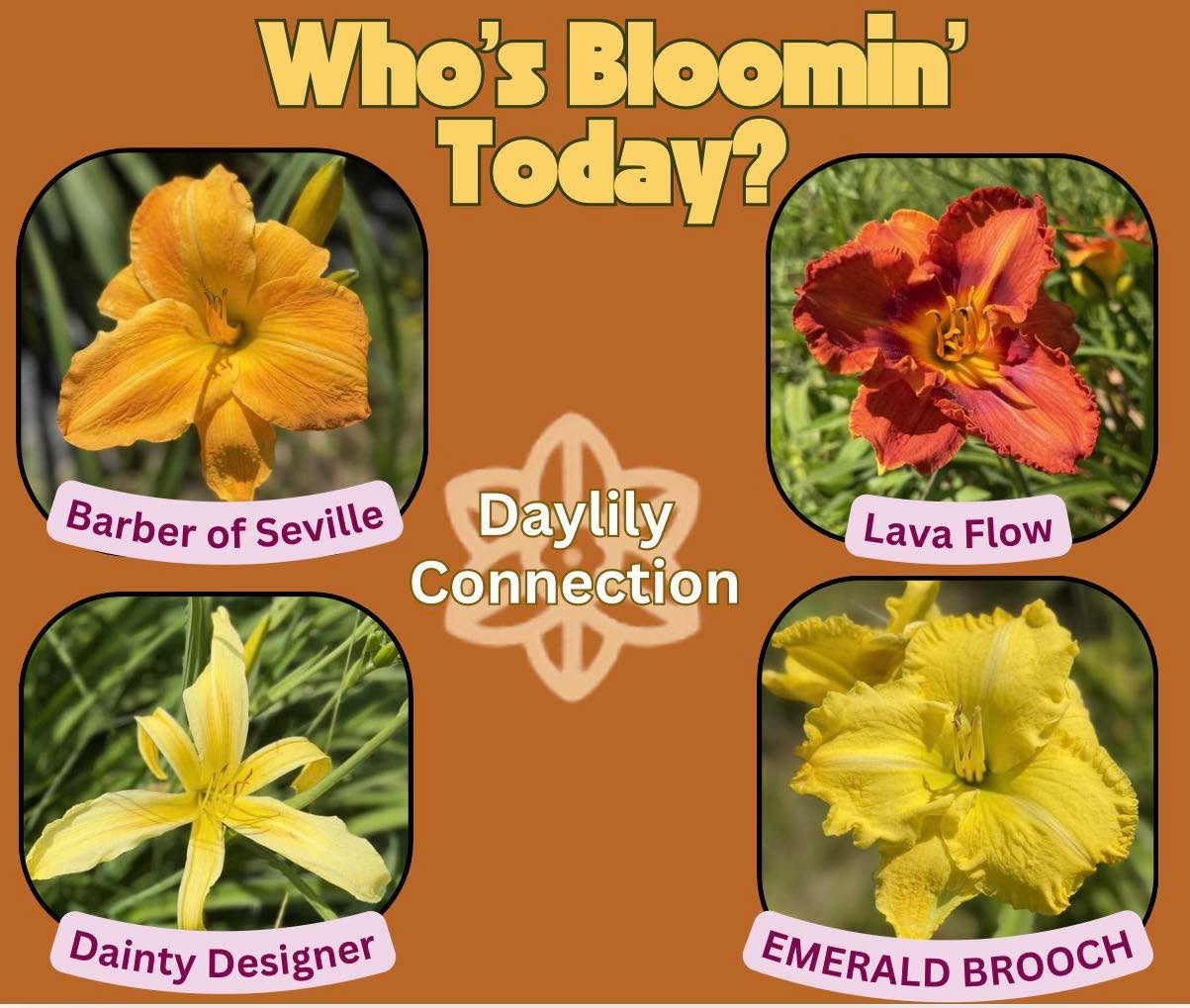 While most of these are just single blooms popping early, there show isn’t over!
Many of these scapes will have blooms for open season-the uniqueness of the Daylily.
Stay tuned for a secret we can’t wait to share!?
Give a like if you wanna know the secret!
#daylily #daylilylove #daylilylife #daylilyseason #daylilygarden #daylilyflower #daylilyoftheday #rushcountyindiana #rushcounty #indianadaylilyirissociety #indianadaylily #rushvilleindiana