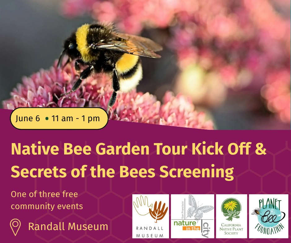 Attention Bay Area families! Looking for something fun and free this Saturday? 🐝🌿
Come join us at the @randallmuseum for a free screening of @natgeo's Secrets of the Bees, a stunning look inside the hidden world of the hive. After the film, we're heading outside for a guided native bee garden tour where you'll discover the incredible pollinators living right in your city.
Pick up your Bee Bingo card and join us for all three events in our Native Bee Garden Tour Series for a chance to win prizes!
Event #1: Saturday, June 6
⏰ 11am to 1pm (arrive by 10:45!)
📍 Randall Museum, San Francisco
🎟️ Free, but RSVPs are required!
Save your spot at the link in bio. We can't wait to see you there!
#FreeEvents #BayAreaFamilies #SecretsOfTheBees #FamilyFriendly #BeeGardenTour