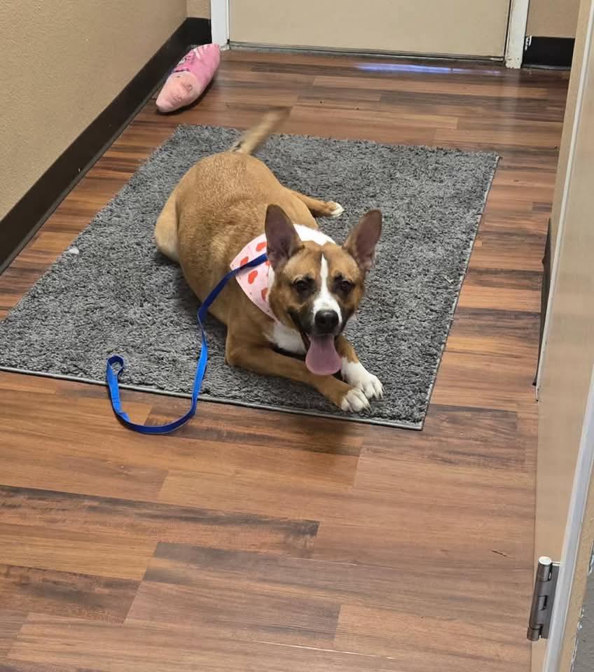 MINNIE IS SAFE!!! A HUGE thank you to @codysfriendsrescue for saving the longest resident at @fortworthacc that spent a total of 266 days waiting for someone to see she was worth it. Go be great sweet girl!
To donate to her care: https://www.codysfriendsrescue.org/donate
If you can’t foster or adopt but have a few hours to spend helping showcase a shelter dog’s personality, sign up to volunteer at the shelter and ask them specifically about the out and about program. With Shane and Minnie, I just put my personal pets in a separate room and let them relax at my house and took lots of pictures and videos to document their personalities outside the shelter environment. It truly saves lives!
https://www.fortworthtexas.gov/departments/code-compliance/animals/volunteer