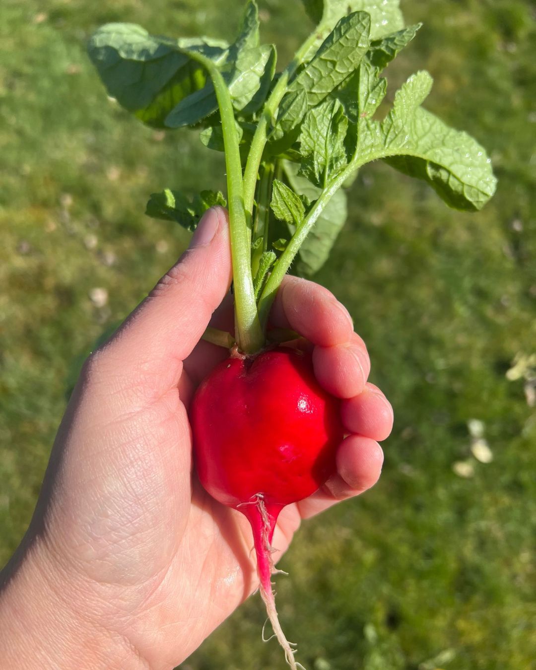 Van Landt (en handt) naar bordt! 🍽️
Onze ingelegde radijsjes van eigen bodem van @tuinderijhetlandt waren de afgelopen weken een smakelijke toevoeging op diverse cateringbuffetten! ❤️
Wist je dat wij op aanvraag seizoensbuffetten kunnen verzorgen met groenten van ons eigen Landt? Vers van het veld, boordevol smaak én extra duurzaam. 🥕🥬
Benieuwd naar de mogelijkheden? Neem contact op!