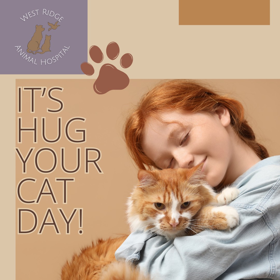 Time for Some Purr-fect Affection! ๐ฑ๐ฅฐ
Itโs Hug Your Cat Day!
Whether your feline companion accepts your hugs with purrs or a bit of classic cat sass, today is the day to shower them with extra love. (And if they aren't big huggers, a couple of extra treats or a session with their favorite brush works too!) Show us your cats in the comments below!
#HugYourCatDay #CatLovers #GreeleyCats #WRAHFamily #westridgeanimals