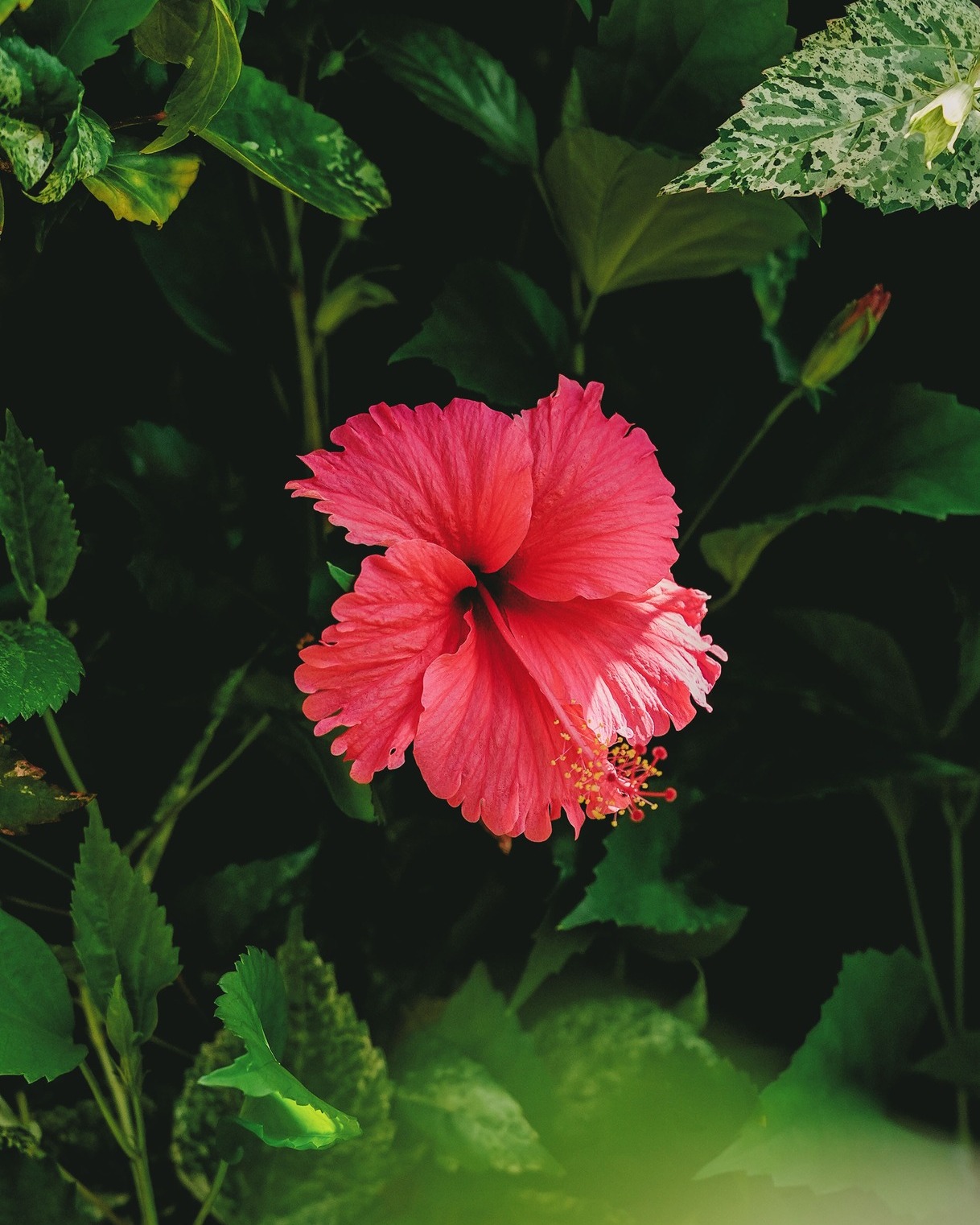 En la Polinesia Francesa, el hibisco es mucho más que una flor: símbolo de belleza, feminidad y hospitalidad, expresa la calidez y la alegría de vivir del Fenua.
Una flor que se ofrece, se lleva y se comparte, como un gesto de bienvenida y de conexión. 🌺
✦
In French Polynesia, the hibiscus is more than a flower: a symbol of beauty, femininity and hospitality, it reflects the warmth and joyful spirit of the Fenua.
A blossom worn, offered and shared, a gesture of welcome and connection. 🌺
📷 @emmatournier_ I@ic_tahiti
#MoemoeaTravel #PolinesiaFrancesa #FrenchPolynesia #Hibiscus #TropicalNature #PacificBloom #LoveTahiti