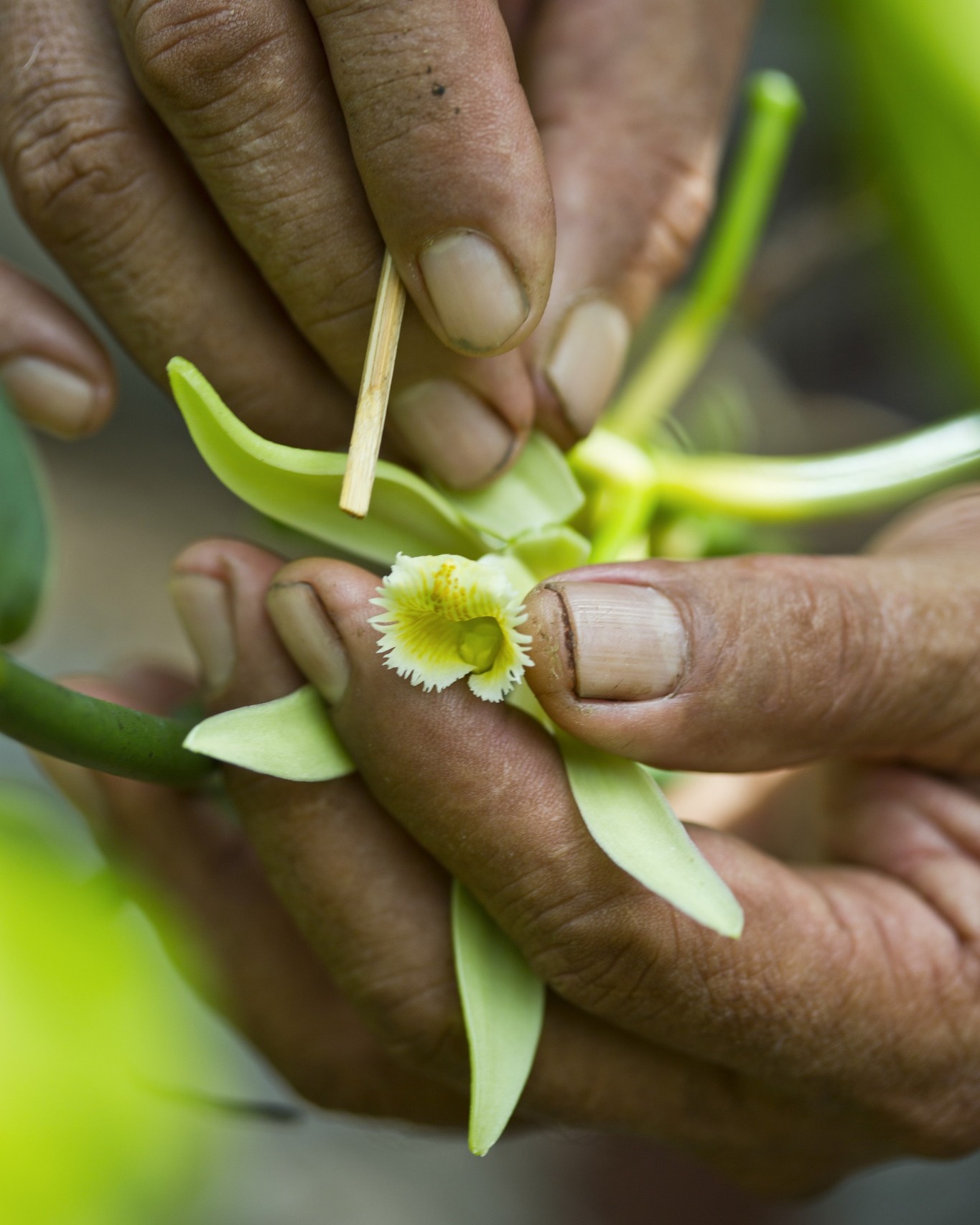 En Tahaa, la vainilla más preciada del mundo nace de un gesto: el de unas manos que polinizan cada flor, una a una, con una paciencia heredada de generaciones.
Un saber hacer que se huele, se siente y solo se comprende viviéndolo.
Déjenos llevarle hasta aquí.
✦
On the island of Tahaa, the world's most prized vanilla is born from a single gesture — hands that pollinate each flower, one by one, with a patience passed down through generations.
A craft you can smell, feel, and only truly understand by living it.
Let us bring you here.
📷 @tahititourisme
#MoemoeaTravel #PolinesiaFrancesa #FrenchPolynesia #Tahaa #VanilleDeTahiti #AuthenticExperience #CulturalImmersion #SlowTravel #BespokeTravel #LuxuryTravel #LoveTahiti #IslandCraft
