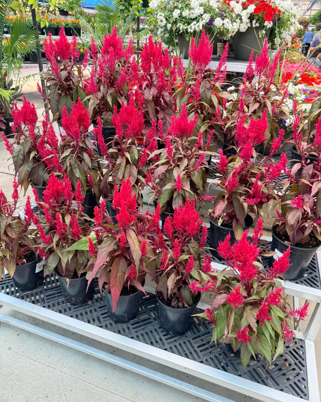 With fresh restocking daily, if you haven’t been to the greenhouse today... then you’re missing out on the best picks! 🌿✨
Come grab your daily dose of green before your favorites find another home. We're open until 5! #growbeauty #ohiogreenhouse #WeekendProjects #FridayFeeling #GreenhouseShopping #PlantLovers