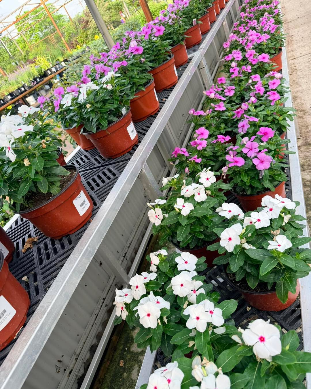 Lots of 8” Vinca here! 🌸✨ A total summer thriver!
If you need a plant that beats the heat, looks stunning all season, and requires zero drama—this is the one. Come grab yours before they're gone!
#Vinca #SummerGardening #PlantLovers #GardenCenter #SummerBlooms #ShopLocal