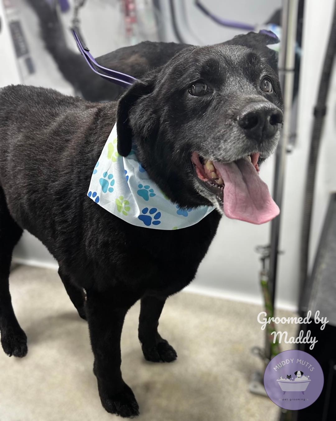 Welcome Kirby and Griffey to mobile grooming 🩵🐾🐾 groomed by Maddy 🛁✨