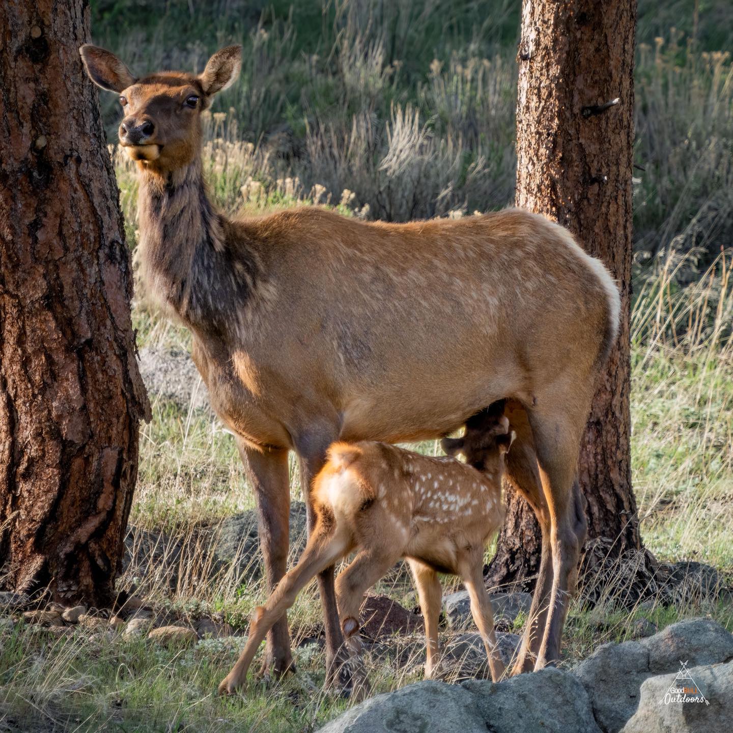 Meal time!
#elk #photography #wildlife #nature #babyanimals