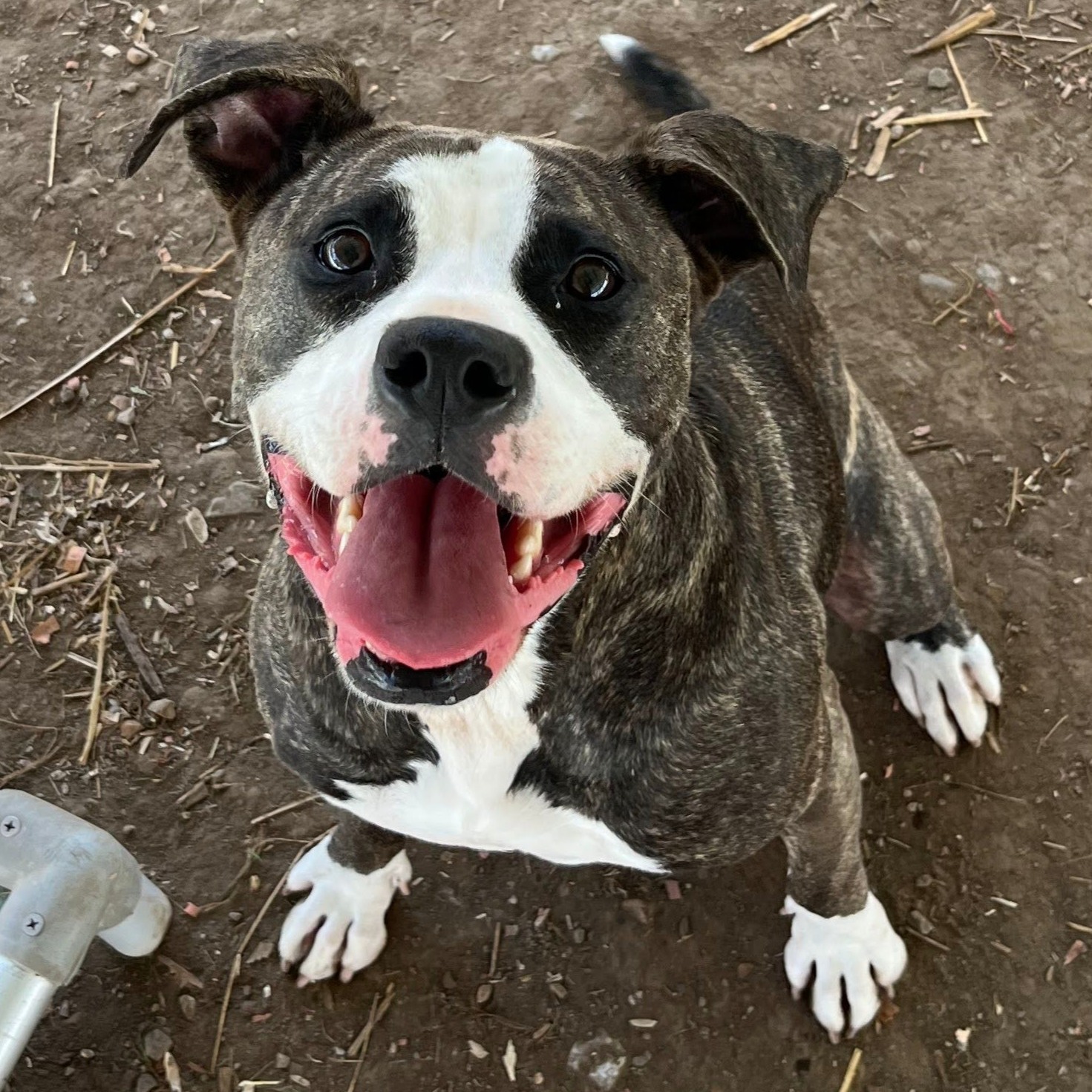 Introducing this week’s dog of the week, PEARLE!! Pearle is a 2 year old, 64 pound Boxer mix girl with the CUTEST little face! Walker County contacted us in February when her microchip showed she came from our shelter. We eventually figured out that one our microchips got put into someone's personal pet when at the vet. Even though she did not come from our shelter, we couldn't get her sweet face out of our heads and decided to take her in anyways. We had never met Pearle before this switch up, but we are glad she found her way to us!
Pearle is the friendliest and most easy dog to adventure with. She gets along with every dog we have introduced her to. She has a big crush on Godwin, one of our long term residents, and her bestie is Lucinda, the cutest hippo you will ever meet.
Pearle has also never met a human stranger. She loves cuddling up with anyone who will give her pets and loves any treat handed to her. She is a great walker on the leash and has become a volunteer favorite to walk. Pearle does show interest in chasing squirrels and rabbits on walks. Due to this attraction, we think Pearle would benefit from a cat free household.
Since Pearle is so friendly, we believe she would benefit from a family who already has another dog or who would be willing to adopt one of her shelter friends. If you are interested in meeting Pearle or any other PPC pet, please contact us via website or call 423-877-0738.
#shelterdogs #dogs #dogsofinstagram #shelterdogsofinstagram #shelteranimals