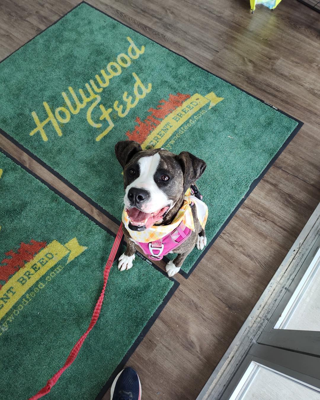 We are here @hwfeed Hixson until 3 pm with Pearle and Arthur. Come see us!!!