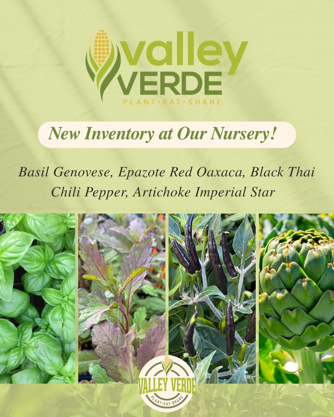 New inventory available at our nursery! Find Basil, Epazote, Black Thai Chili, Artichoke and more. Our nursery is open Wed-Fri 9am-3pm, and Saturday 9am-12pm.
#shoplocal #valleyverde #organicgardening #GardenSeason