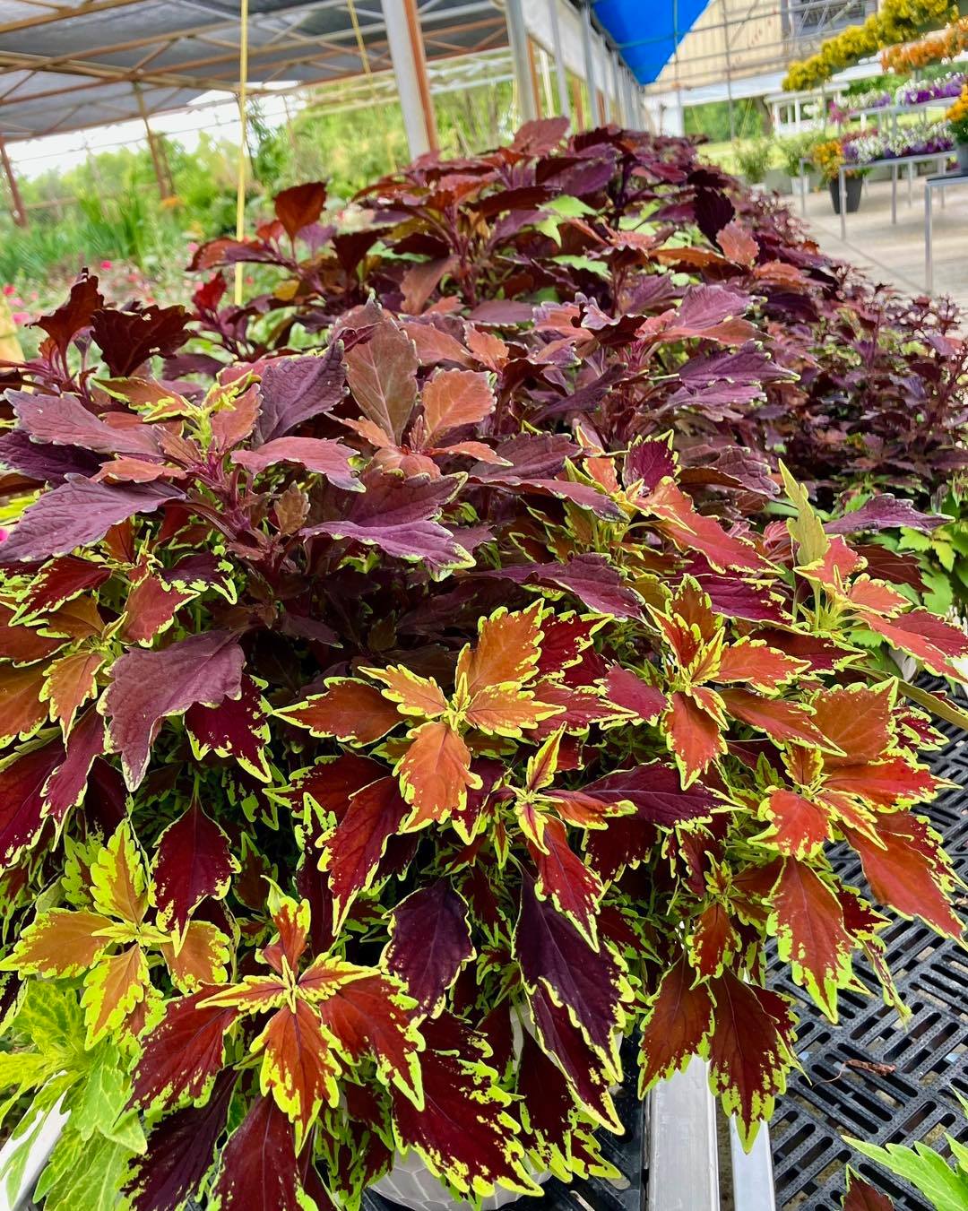 Rules of Plant Math:
1 If you buy a plant but already have an empty pot for it at home, it was basically free. 🪴
2 If it makes you happy, it doesn't count against your budget.
3 You always have room for one more.
Come put our math to the test today! The tables are packed, the greenhouse smells amazing, and we’re ready to help you find your next green roommate. 👋💚#PlantMath #GreenhouseLife #PlantParent #HouseplantClub #BloomsOfInstagram #BotanicalJoy