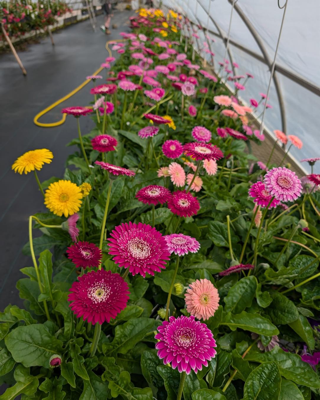 Some people talk to their plants. We prefer to let our plants do the talking—and right now, they’re loudly screaming that they want to go home with you. 🗣️🌱
From stunning annuals to fresh greenery, we’ve got everything you need to turn your patio or porch into an absolute paradise. Come escape the daily grind and stroll through the aisles with us!
#PlantParents #GardenInspiration #PorchGoals #GreenhouseLiving #SummerBlooms #NatureLovers
