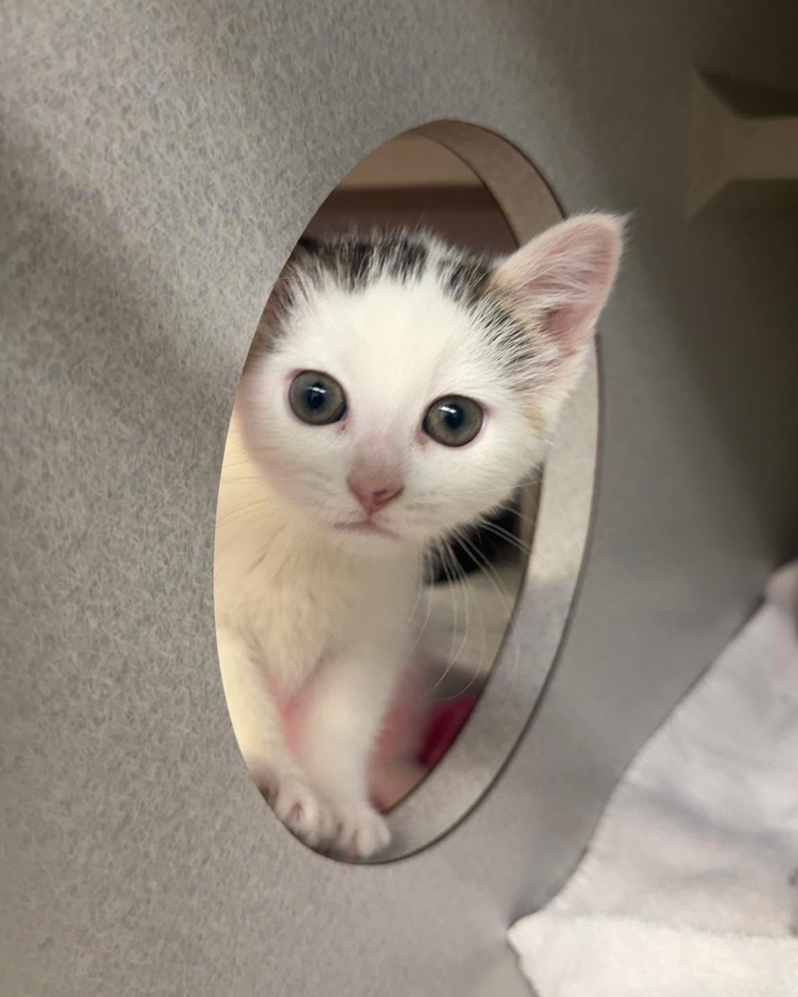 SOS: KITTENS ARE UNIONIZING
We have 30 hungry kittens and we're completely out of wet kitten food. Their demands are simple: FOOD. NOW.
Donations of wet KITTEN food are urgently needed. Please help us keep the tiny revolution under control.