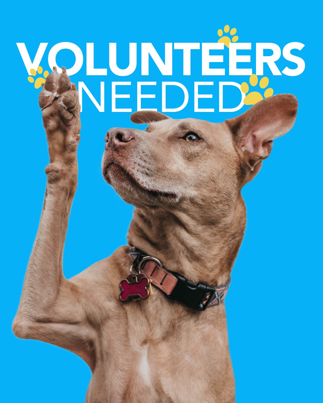 Calling all volunteers!!! Do you want to make a difference in an animal's life but aren't super interested in poop duty or extra walks? We get it.. That's why we're starting up a fundraising committee! If planning, working, and attending events is more your speed, join us on Tuesday, June 16th, for a brainstorming meeting!
We'll be meeting at 6PM at 2231 35th St in Spirit Lake
If you would like to join but won't be in town, we'll have an open Zoom link for you to join remotely. Shoot us a dm and we'll send you the info!