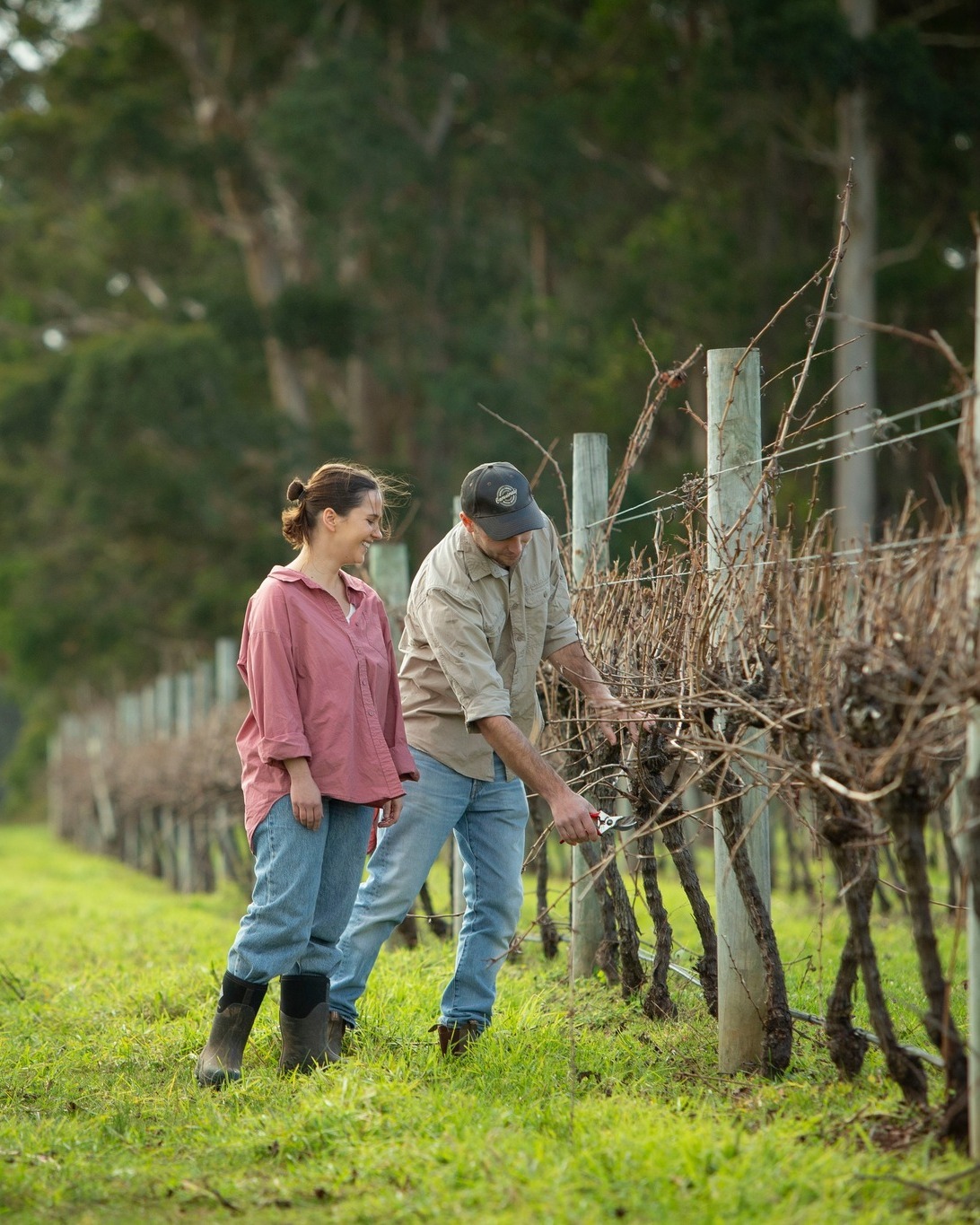 🍇 Think wine starts with grapes?
In the Southern Forests, next season's vintage is already taking shape and there isn't a single grape in sight.
While vineyards sit dormant through winter, growers are busy pruning vines. It's a skilled hands-on process that requires careful planning, experience and an understanding of how each vine will respond in the seasons ahead.
Here's something many people don't know: leave too many canes on a vine and it can produce lots of grapes, but the fruit quality may suffer. Pruning helps strike the balance between quantity and quality, ensuring the vine focuses its energy where it matters most.
As local winegrower Tyler Radomiljac explains, pruning is more than simple maintenance, it's a long-term strategy for vine health and productivity.
🍷 What's the most surprising thing you've learned about how wine is made?
Learn more about Tyler and his work at @lambton.wine via the link in our bio.
#GenFresh #GenuinelySouthernForests #SouthernForestsWine #LambtonWine