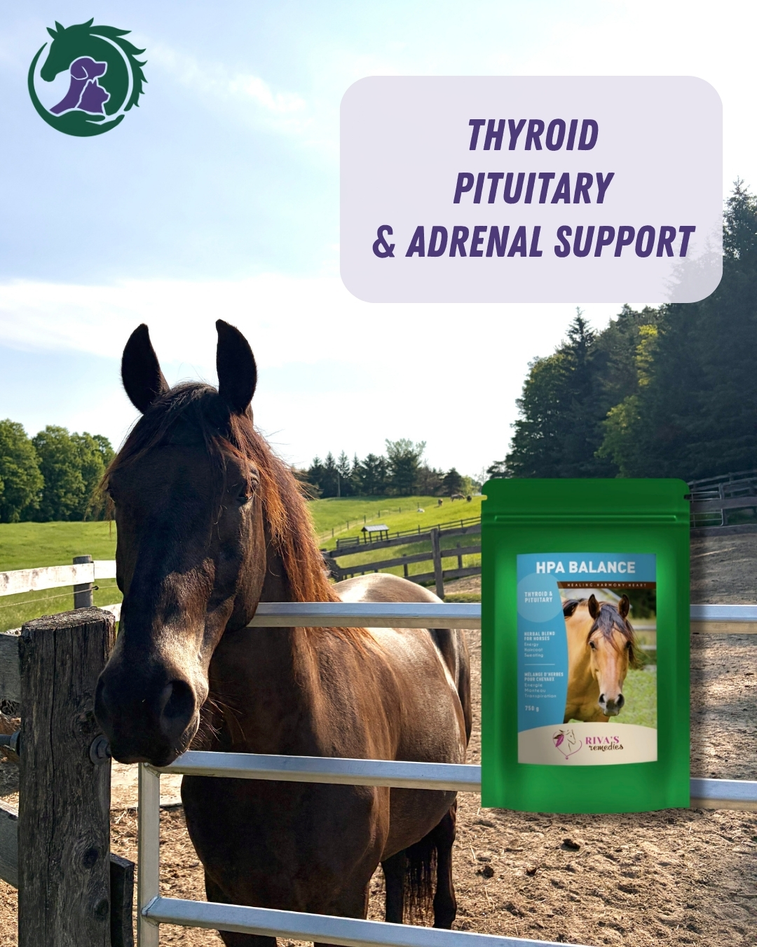 Seasonal changes can affect energy, coat, and overall balance. HPA Balance supports healthy thyroid, adrenal, and pituitary function to help keep horses feeling their best
Available at HolisticHorseSource.com
Tottenham Pickup | Canada wide shipping
#equinesupplements #hormonalbalance #summertransition #seasonchange #horsewellness