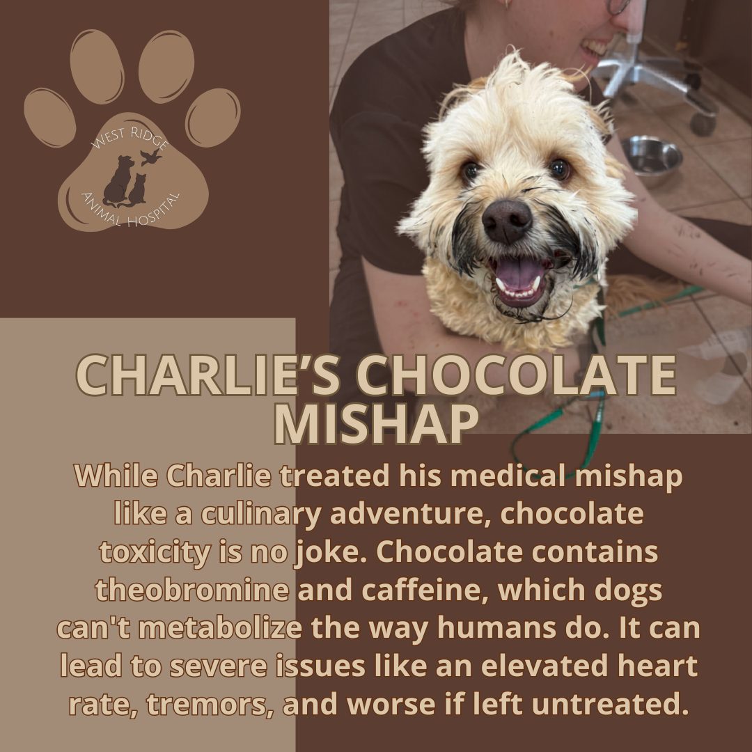 Charlie and the Charcoal Factory ๐ซ
Charlie doesn't look like he has a single regret about breaking into his family's secret stash of chocolateโespecially when he got to find out how "tasty" activated charcoal treatment is! As you can see from his messy smile, he made himself right at home with our team.
While Charlie treated his medical mishap like a culinary adventure, chocolate toxicity is no joke. Chocolate contains theobromine and caffeine, which dogs can't metabolize the way humans do. It can lead to severe issues like an elevated heart rate, tremors, and worse if left untreated.
We are so incredibly thankful that Charlie's parents acted fast and brought him straight to West Ridge Animal Hospital the moment they realized what happened. Getting ahead of toxins quickly makes all the difference!
Even though his treatment involved some messy, tummy-emptying moments, Charlie remained the absolute happiest, most cheerful boy through the whole ordeal. We are overjoyed that he is feeling 100% better, fully recovered, and hopefully... keeping his nose out of the snack cabinet from now on!
Up next for Charlie: a very much-needed bath!
#CharlieAndTheChocolateFactory #PetSafety #ChocolateToxicity #GreeleyVets #NoCoPets #WestRidgeAnimalHospital #WRAHFamily #westridgeanimals