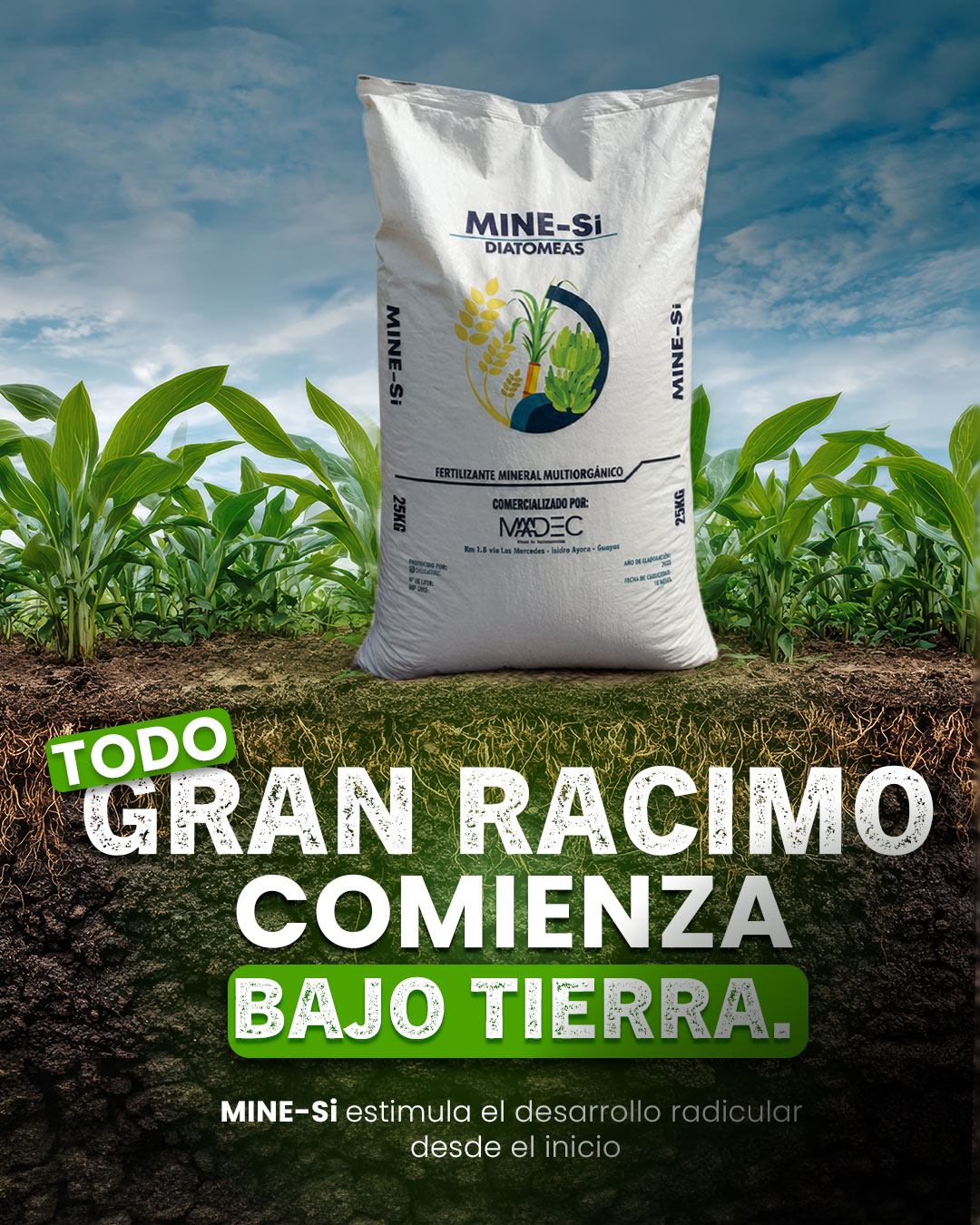 🍌🌱 El banano no enfrenta los mismos desafíos en todas sus etapas de crecimiento.
Desde el desarrollo de raíces hasta la formación y llenado del racimo, la planta necesita mantenerse fuerte para aprovechar mejor los nutrientes y enfrentar condiciones de estrés.
Por eso, el silicio puede convertirse en un aliado importante dentro del programa nutricional del cultivo, acompañando al banano en las distintas etapas de su desarrollo.
te mostramos cómo MINE-SI puede integrarse al manejo del cultivo para contribuir al fortalecimiento de la planta desde sus primeras etapas hasta la cosecha.
💬 ¿En qué etapa se encuentra tu cultivo de banano? Te leemos en los comentarios.
#Banano #ProducciónBananera #Agricultura #SilicioAgrícola #NutriciónVegetal #Minesi #Zeonatec #Cultivos #ProductividadAgrícola #BananoEcuador #AgriculturaSostenible #SilicatoDeCalcio #ManejoAgrícola #Agronegocios #CampoEcuatoriano