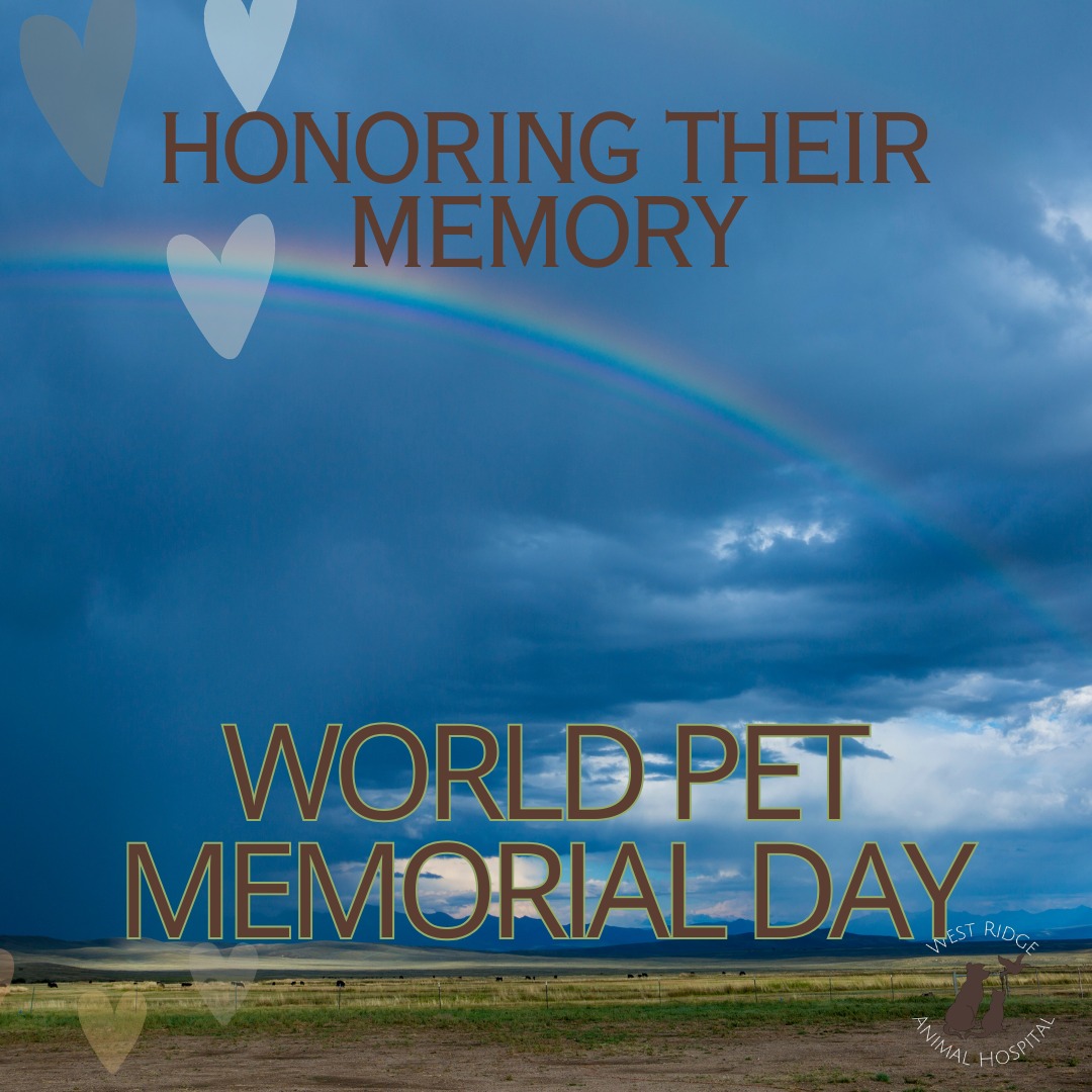 Today is World Pet Memorial Day. ๐
The love we share with our pets doesn't end when they leave us, and the footprints they leave on our hearts stay forever.
The entire team at West Ridge is holding space today for all the beloved patients and companions who have crossed the Rainbow Bridge.
If youโd like to honor a pet you miss dearly, please feel free to share their name or photo below.
We remember them with you.
#WorldPetMemorialDay #RainbowBridge #AlwaysInOurHearts #WRAHFamily #westridgeanimals