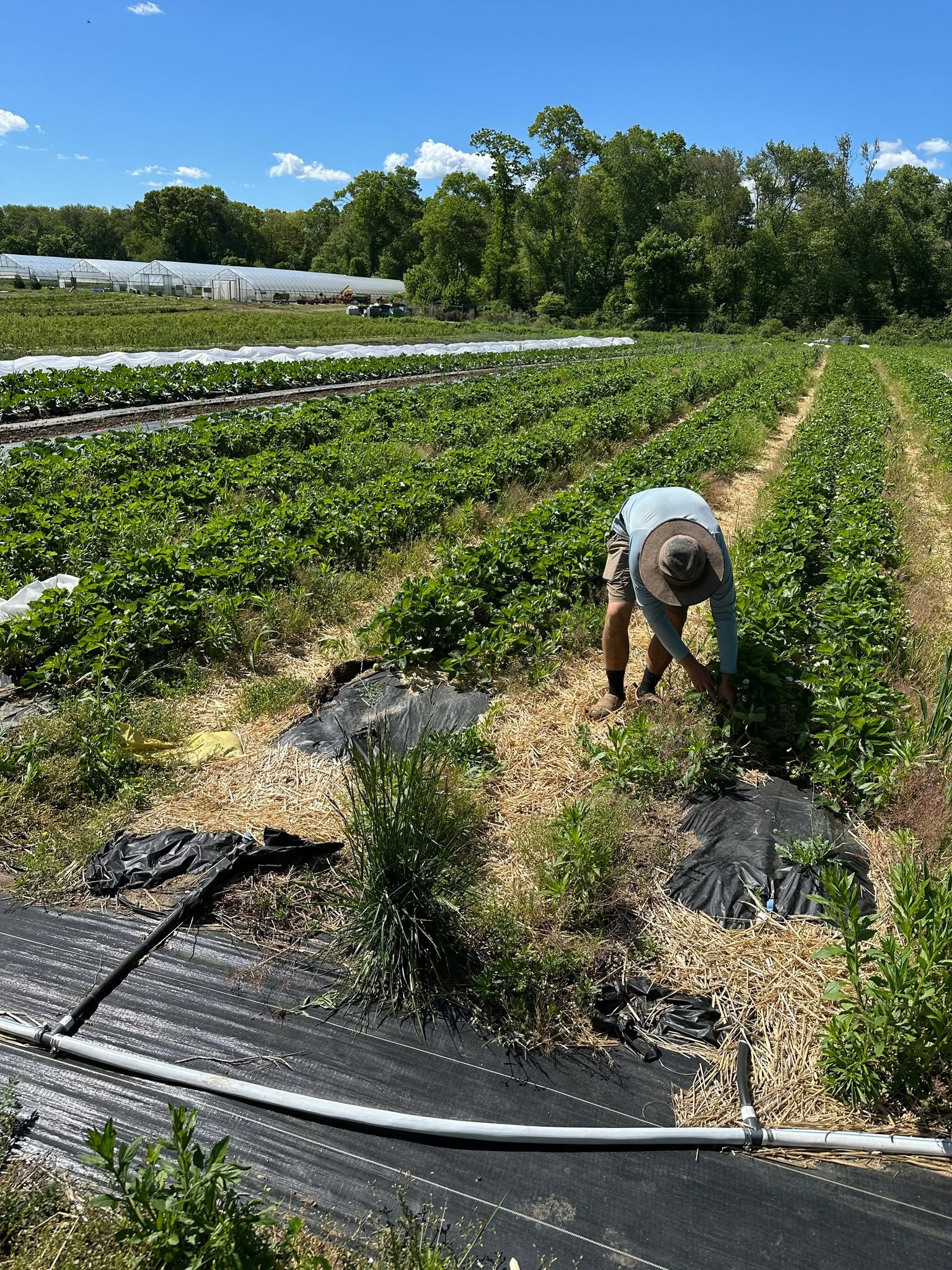 Strawberry rows, hoop houses, and compost that still steams in the morning.
On May 28th, Rhode to Regenerative took us from field to shoreline across Rhode Island — @brandonfamilyfarm, URI's Peckham Farm, the @greencitygrowers farm at Fidelity, @oceanhourfarm, and the oyster beds at @matunuckoysterbar. Different acres, same lesson: everything we do on the land ends up in our water.
This is why Fullerfield backs regenerative farms and food businesses across the Northeast — with grants, capacity-building, and capital that fits the work.
Thank you to @whyregenerative and the @universityofri for convening, and to every farm that opened its gates.
🌱 #RhodeToRegenerative #RegenerativeAgriculture #WhyRegenerative #FromForestToSea #RhodeIsland #NortheastFarms