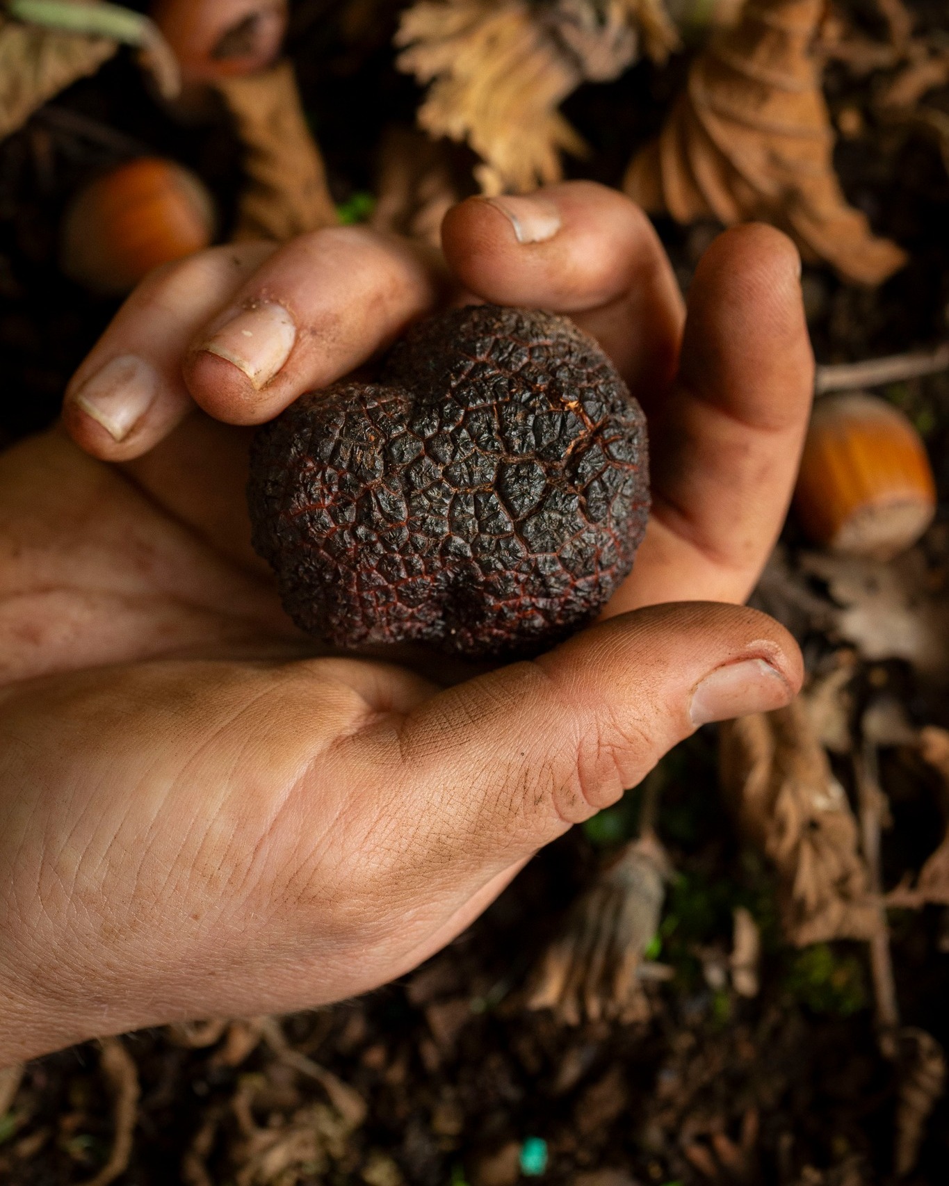 🍂 Beneath the cool winter soils of the Southern Forests, one of the world's most sought-after culinary ingredients is quietly developing.
Growing underground in partnership with the roots of oak and hazelnut trees, black winter truffles mature over many months before being unearthed by specially trained truffle dogs during the winter harvest. Their unmistakable aroma and rich, earthy flavour have made them a prized ingredient in kitchens around the world.
The Southern Forests has become Australia's leading truffle-producing region, with the area's cool climate, reliable winter rainfall and fertile soils creating ideal growing conditions for this remarkable crop. While enjoyed by chefs and food lovers across Australia, much of the region's harvest is exported to premium international markets, where Southern Forests truffles are highly sought after for their quality and provenance.
While truffles may spend much of their lives hidden beneath the soil, they have become an important part of the Southern Forests story, reflecting the unique environment, expertise and innovation that underpin our region's food production.
👨🌾 This week, we'll be sharing the story of one of the Southern Forests growers behind this extraordinary winter harvest.
📸 @craigkinderfood
#GenFresh #GenFreshinSeason #GenuinelySouthernForests #SouthernForestsWA