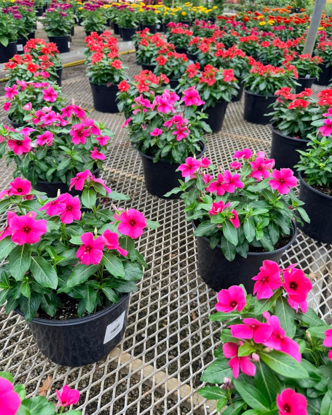9” annuals - new stock arriving daily 💐🌸🌺 #growbeauty #ohiogreenhouse #GreenhouseLiving #GardenCenter #LocalGreenhouse #PlantLovers #SummerBlooms