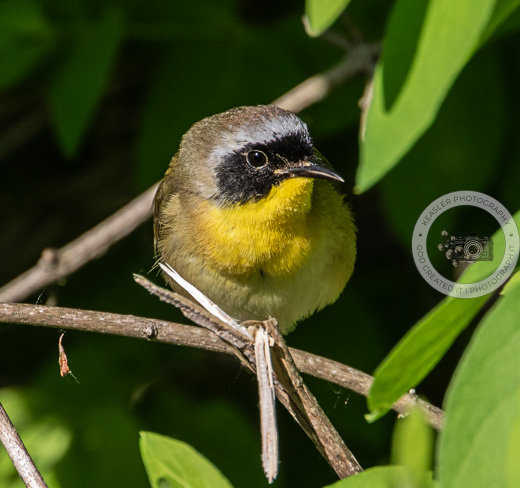 Bike trail 6226 #landscapephotography #naturelovers #birds #naturephotography #birdphotography