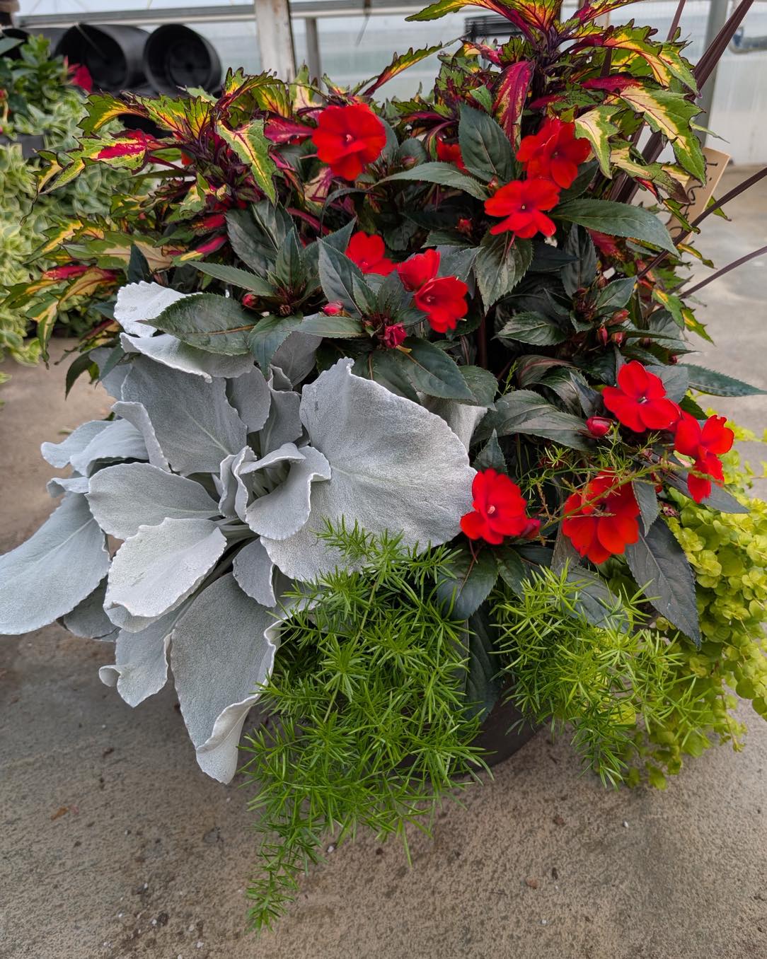 Be honest: how many times have you walked into a room, stared at an empty corner, and thought, “You know what would look great there? Another plant.” 🪴🙋♀️
It’s Thursday, the greenhouse is fully stocked, and we are officially giving you permission to enable your habit.
Come grab a little green pick-me-up to get you through to Friday!
#PlantAddict #GreenhouseVibes #SorryIHavePlantsThisWeekend #PlantParentProblems #ShopLocal