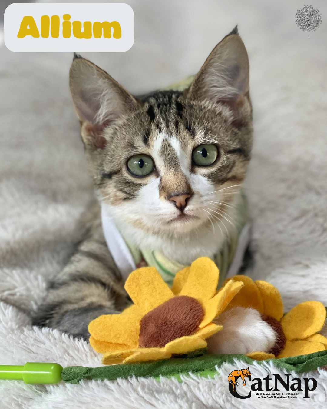 Allium is #ADOPTABLE from Bosley's University Village, Nanaimo
Female, domestic short hair, white & tabby
Allium is a sweet and gentle girl with an independent spirit. Which makes it all the more special when she chooses you.
She enjoys affection and has a lovely soft purr when she’s feeling content.
Alli is also full of playful energy, and really enjoys interacting with wand toys and chasing springs down the hallway. She is well adjusted with people as she was raised in foster care from a very young age.
Alli would make a wonderful and loyal companion cat for a home body.
She is comfortable being picked up and handled, but prefers interaction that she initiates on her own terms.
For that reason she is not well suited to very young children.
#Ideal #Home:
A quiet low energy home where her person/people are home lots would suit Alli best.
#Compatibility
Cats: Yes
Dogs: Yes, Allium did well with the cat friendly large dog in foster care
Kids: Older tweens and teenagers, not suitable for a home with young kids
#Age
Estimated age: 14 ½ weeks old
#Veterinary #Information
• Allium has been spayed
• Vaccinated for FVRCP and Feline Leukemia
• Microchipped
• Deflead and dewormed
• Six weeks of pet insurance
• Health record card
• Specific diagnostic testing may also have been done as each cat's health may warrant while in CatNap's care. Should you wish to have more detailed information before submitting an application, please contact adoptions@catnapsociety.com
CatNap's Adoption Fee for Allium is $450
The store manager will handle all aspects of the adoption process on CatNap’s behalf.
Please note: Only in person applications are accepted
ONLY APPROVED APPLICANTS WILL BE CONTACTED