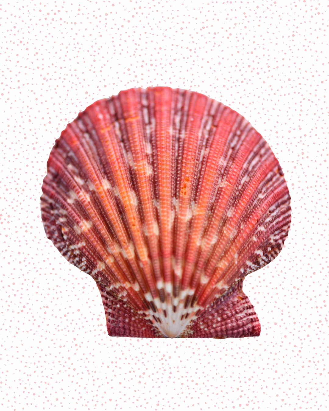 À l’occasion de la Journée nationale des coquillages, laissez-nous vous raconter l’histoire fascinante de la coquille Saint-Jacques. 🐚
Symbole du pèlerin de Saint-Jacques-de-Compostelle, ce coquillage chargé d’histoire était autrefois rapporté par les pèlerins comme signe de leur voyage et de leurs bonnes œuvres.
À World of Seashells, chaque coquillage cache une histoire que nos guides prennent plaisir à vous faire découvrir autrement. ✨
#NationalSeashellDay #WorldOfSeashells #HistoiresDeLOcéan #SecretsDesCoquillages #Découverte