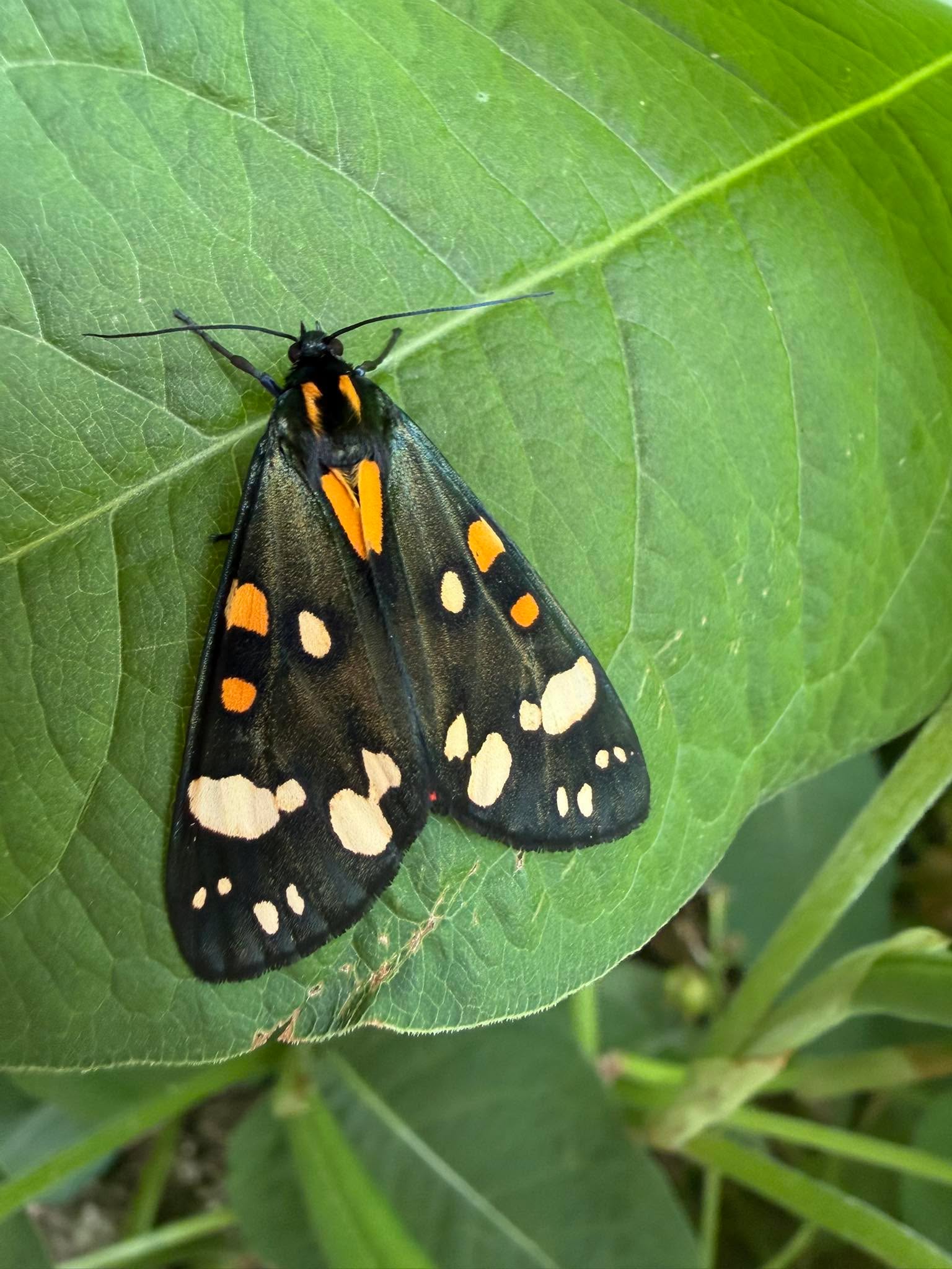 I have just found this beauty on my Persicaria this morning .. just hatched I think. Scarlet Tiger Moth. I have never seen one before. That has made my day.
#scarlettigermoth
#entomology
#moths
#mothsandbutterflies
#ukmoths