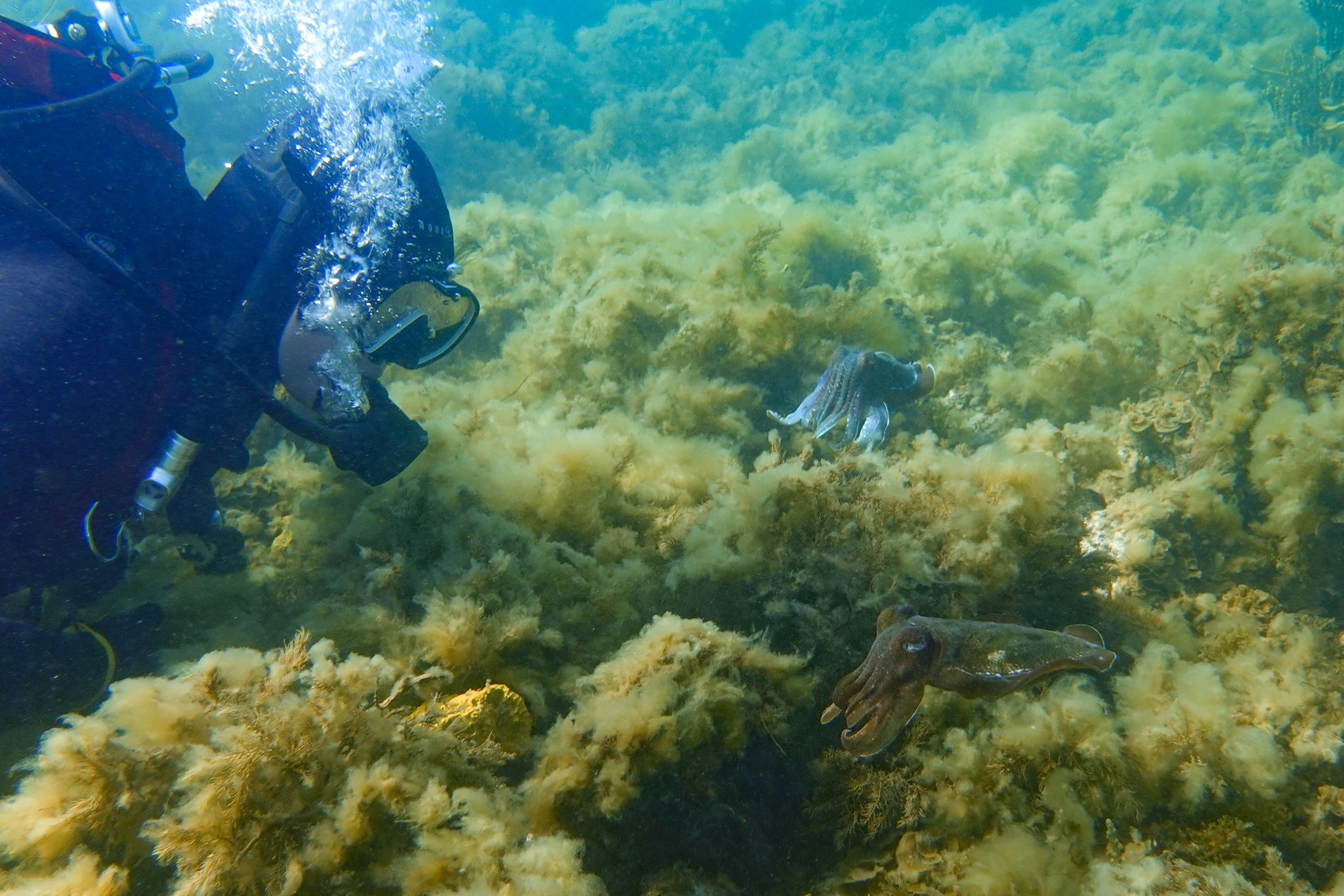 Captured during the Giant Australian Cuttlefish aggregation in Whyalla, these moments are a reminder of one of Australia's most remarkable marine spectacles.
Every year brings a different experience underwater, shaped by changing ocean conditions, visibility, and the sheer number of animals gathering to breed.
Have you ever visited the cuttlefish aggregation?
What was your experience like? We'd love to hear your stories, observations, and memories from beneath the surface.
💬 Share your experience in the comments.
.
.
.
.
.
.
.
.
.
.
#GiantCuttlefish #Whyalla #SouthAustralia #MarineLife #CitizenScience #AusOcean #GreatSouthernReef #UnderwaterPhotography #OceanConservation #CuttlefishAggregation