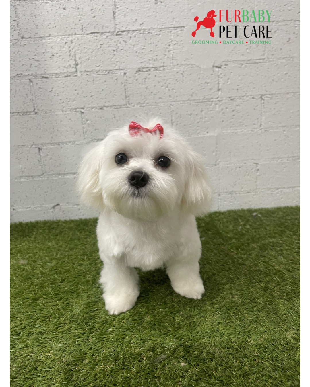 🐾 New fur, who dis? First big girl groom and looking oh-so-fresh!
#maltese #maltesepuppy #puppiesofinstagram #stylegroom