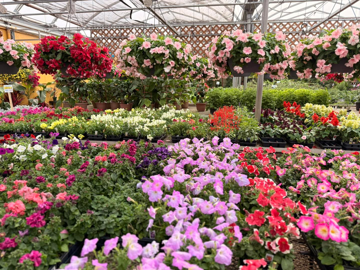 THE BATTLE OF THE BLOOMS IS OFFICIALLY ON! 🏆
Want to turn your hard work into cold, hard cash? We are launching our biggest summer garden contest ever, and we’ve got $750 in Stockslager’s Gift Cards up for grabs! 💰🌸
We all want those legendary, heavy-blooming gardens by August—but the secret to getting them is establishing strong, healthy root systems right now in June.
Are you ready to show us what you've got? Here is how to play:
1️⃣ SHOP IN JUNE: Stop by the greenhouse and pick up your favorite annuals, perennials, or tropicals.
2️⃣ SNAP A "BEFORE" PIC: Before you plant, snap a quick photo of your garden space or containers.
3️⃣ KEEP THE TAGS: Just make sure your official Stockslager’s plant tags or pots are clearly visible in your "before" shot so we know they’re authentic Stockslager’s beauties! 🏷️✨
Grow them through July, show them off in August, and you could walk away a grand prize winner.
📍 Head to New Lebanon this week to get your starter plants and let the battle begin!
#BattleOfTheBlooms #StockslagersGreenhouse #SummerGardenContest #OhioGardening #BeforeAndAfter #GardenGoals #ShopLocalOhio